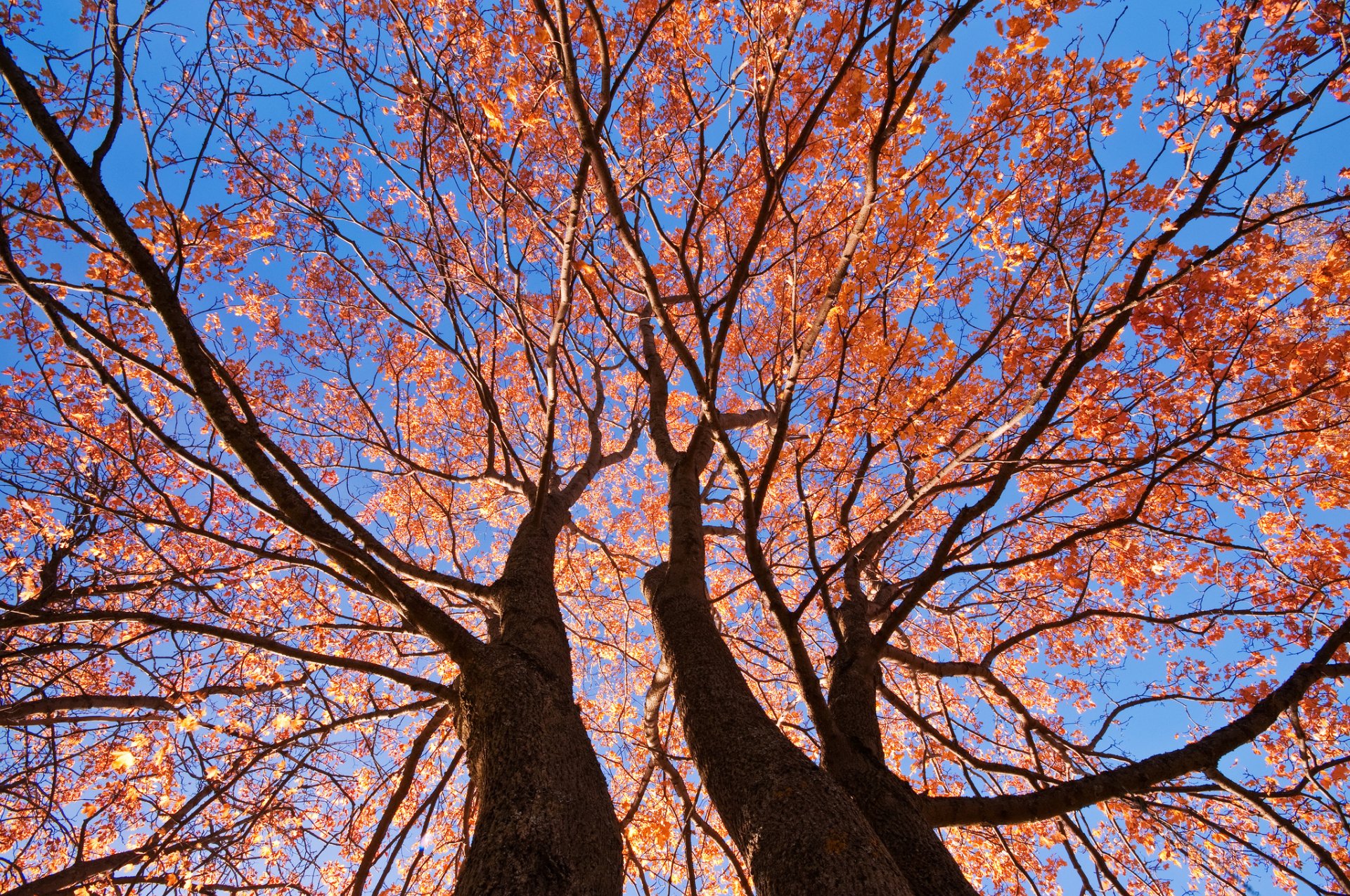 himmel bäume stamm zweige blätter herbst