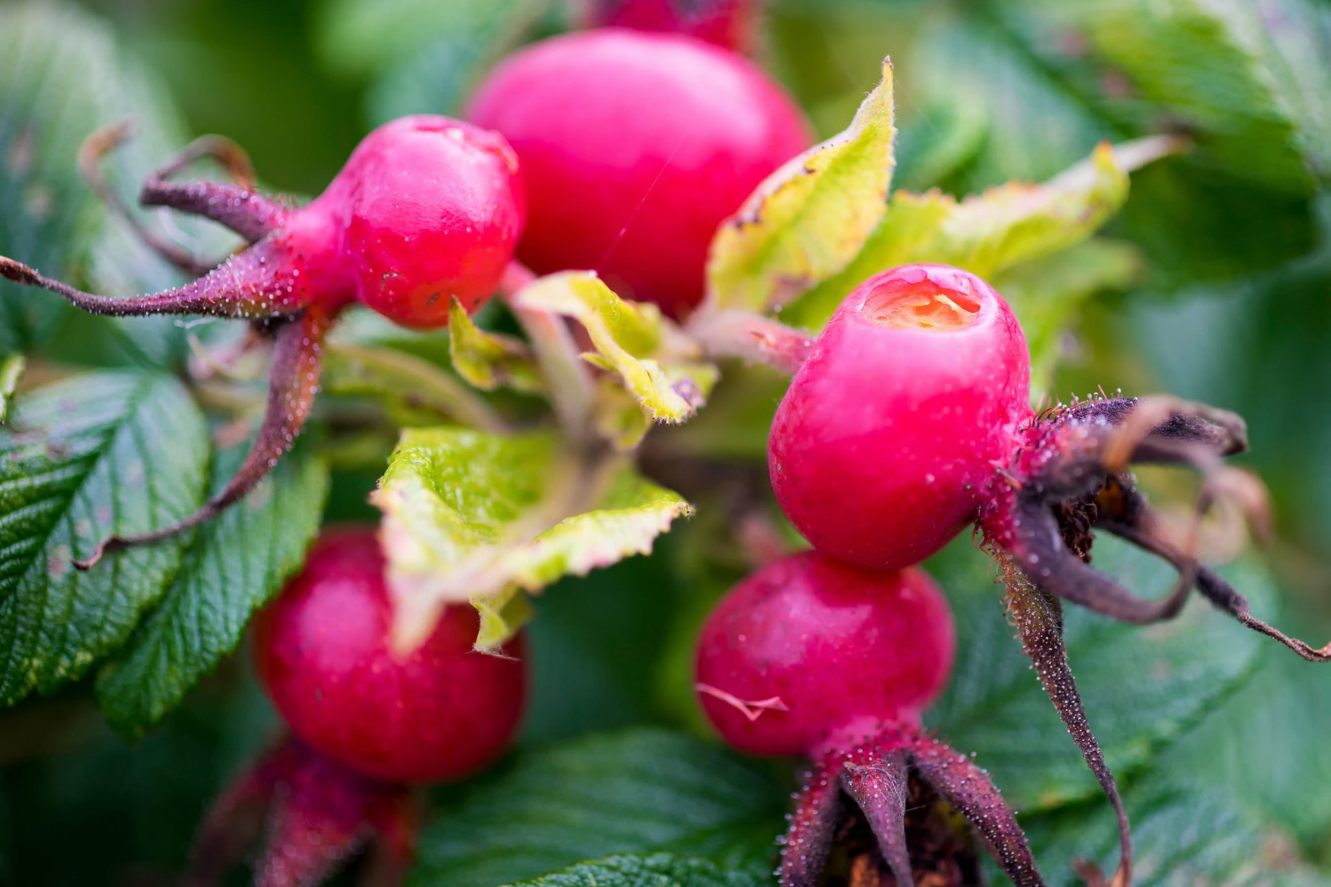 bacche rosa canina macro