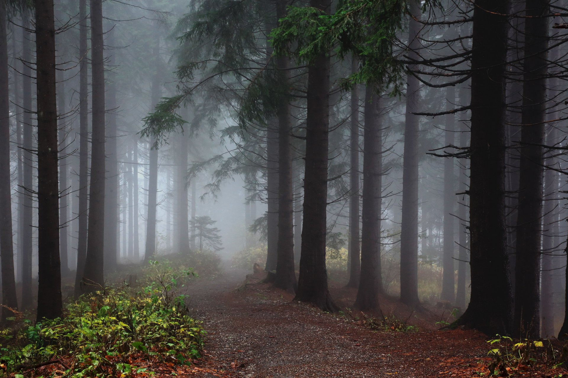 forêt brouillard nature paysage