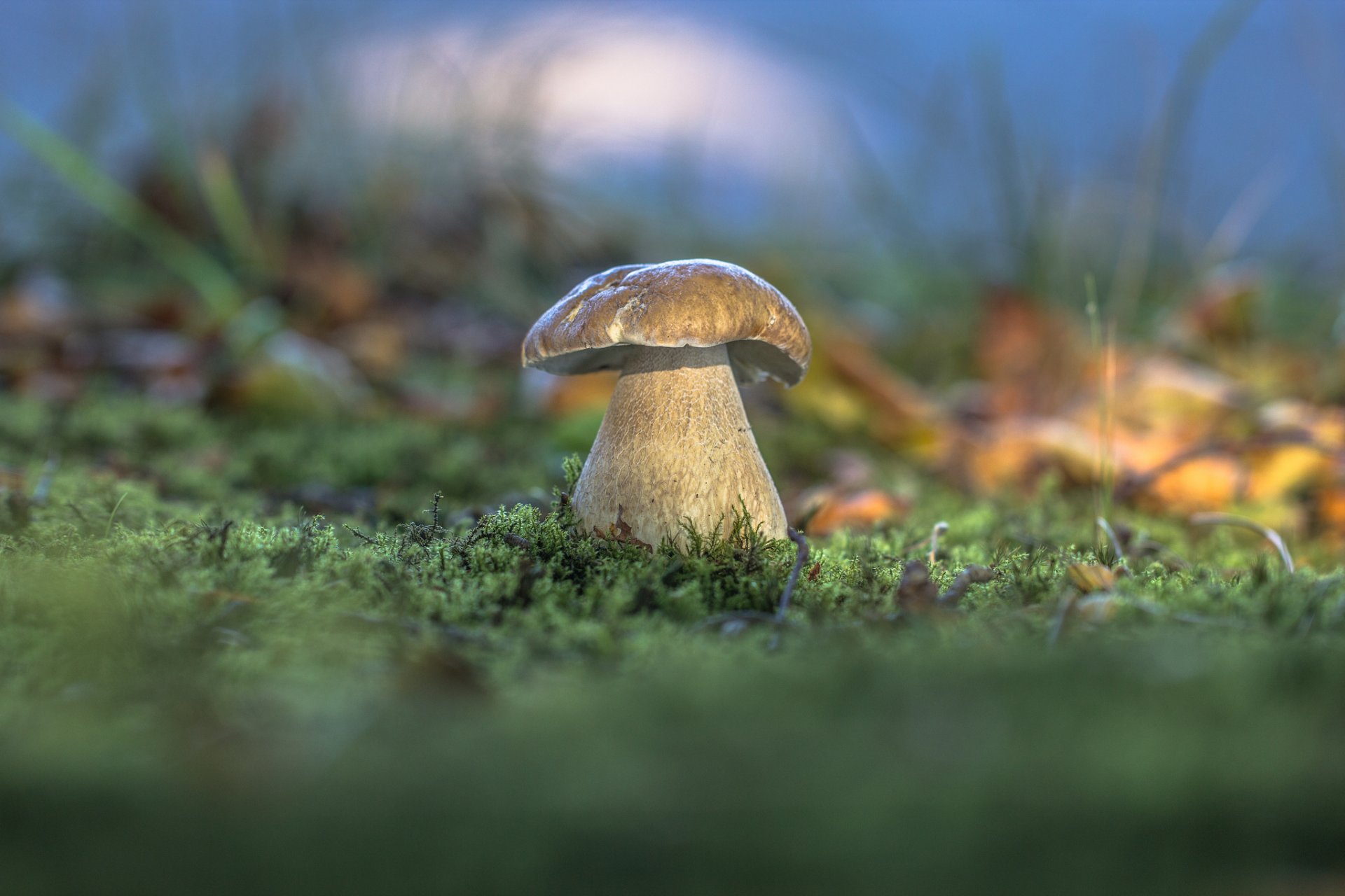 champignon blanc forêt herbe mousse automne nature