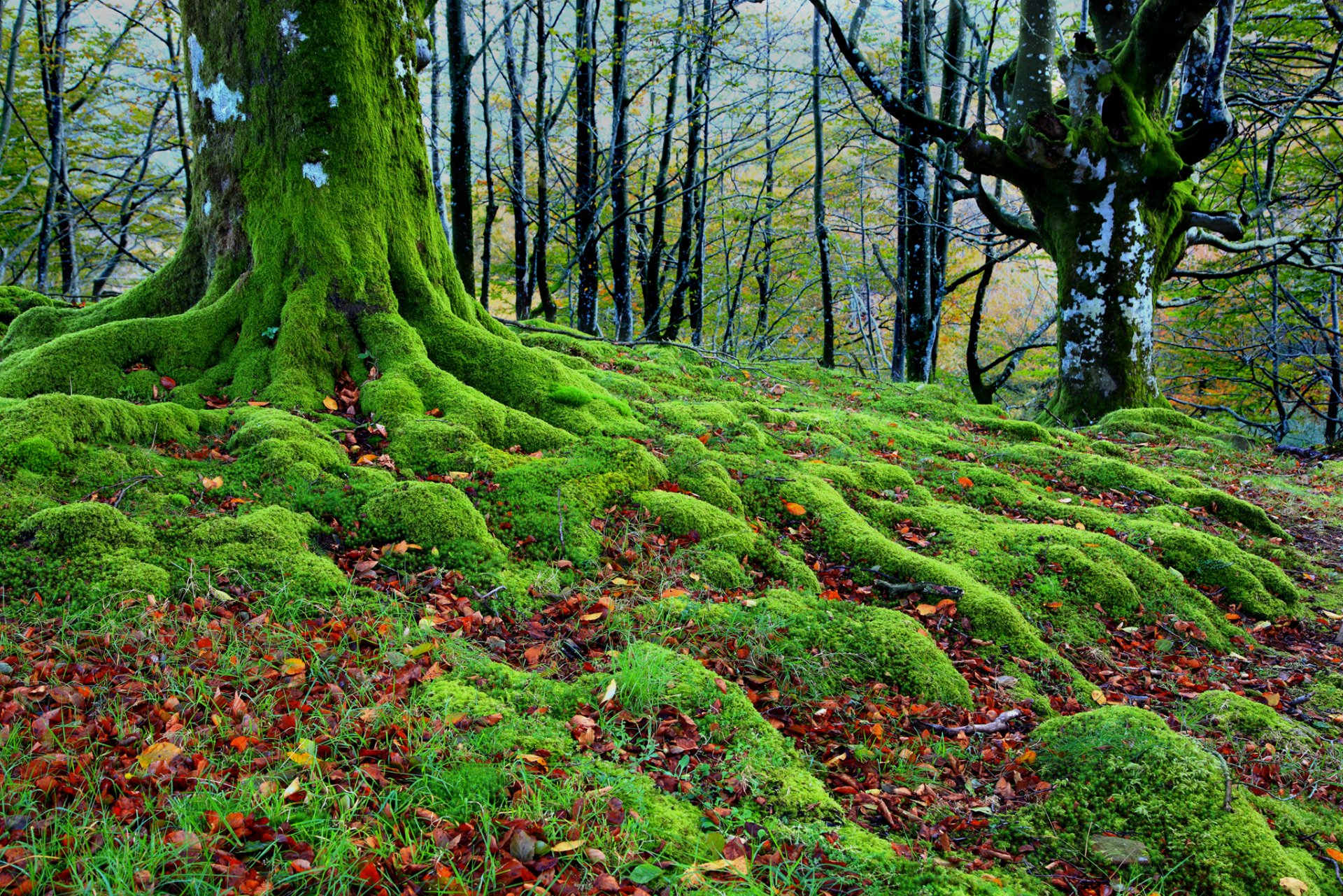 forest tree the roots moss autumn