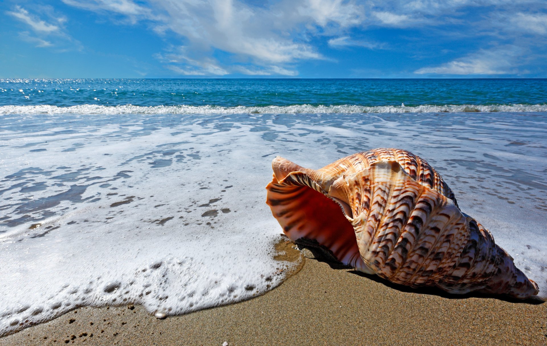 natur meer strand wolken sand muscheln