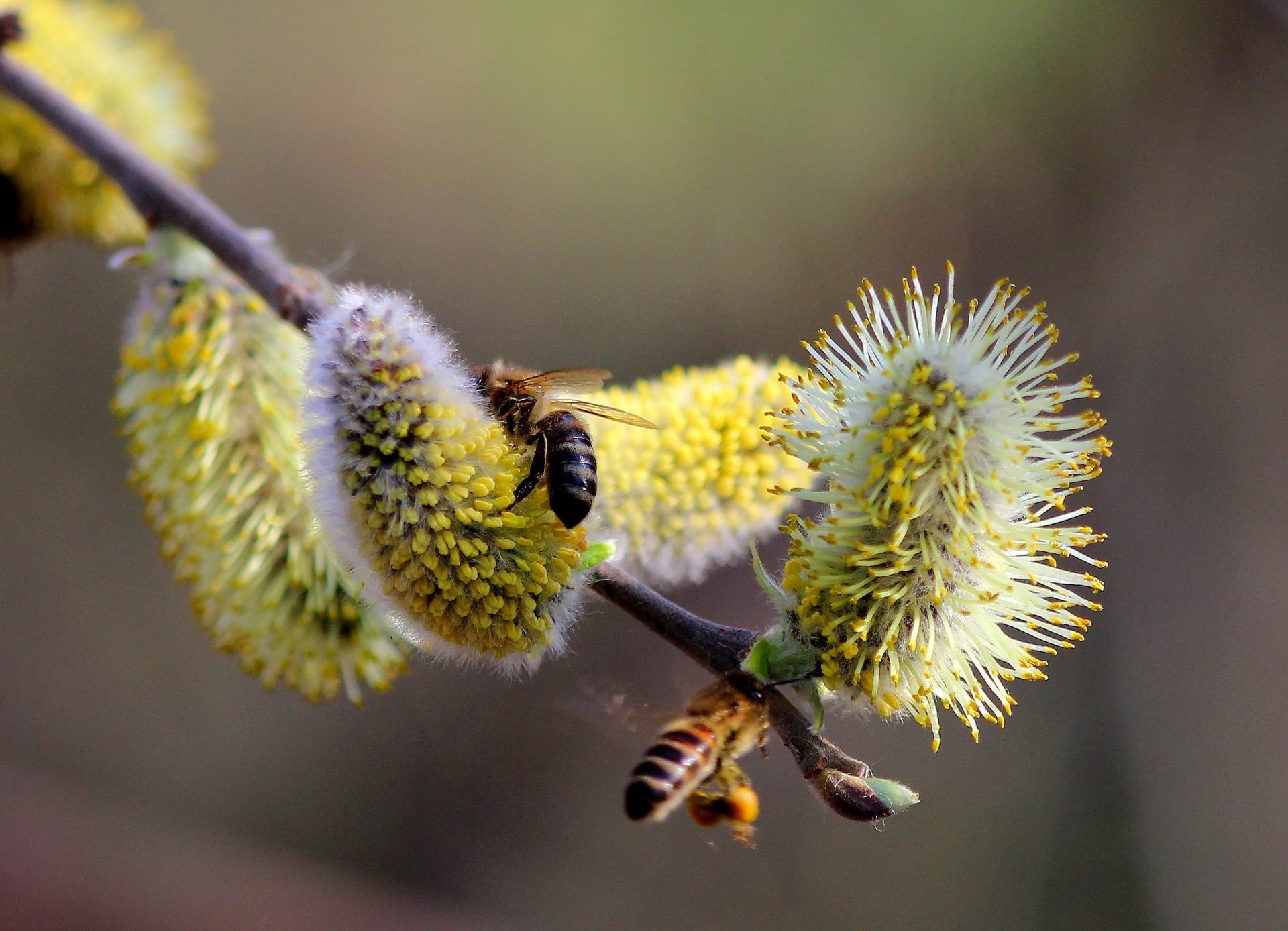 natur frühling zweige weide knospen pollen