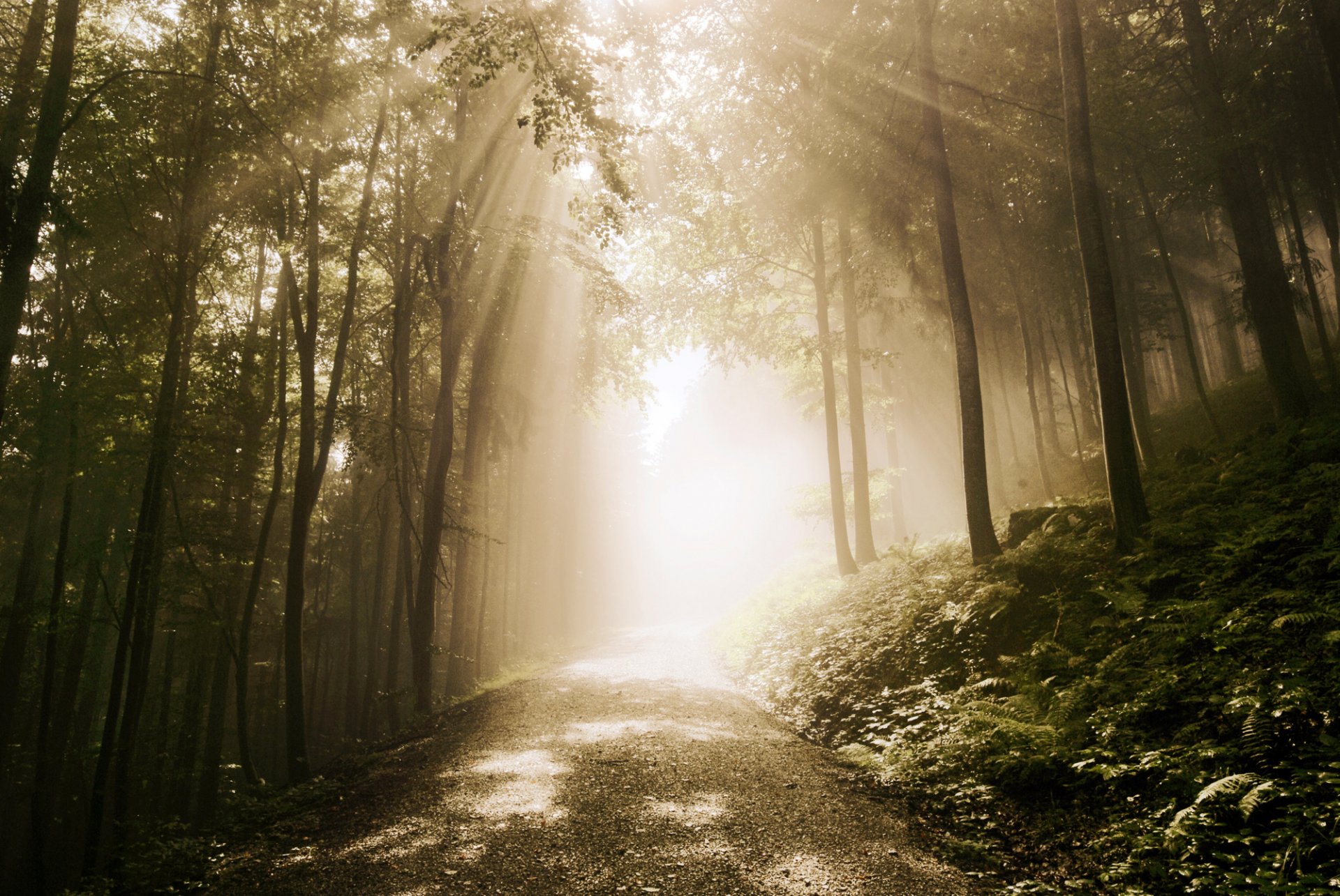 road forest fern ray