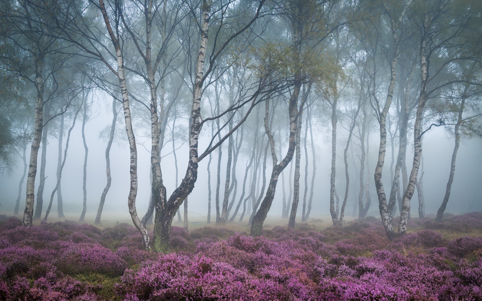 bosque árboles flores naturaleza