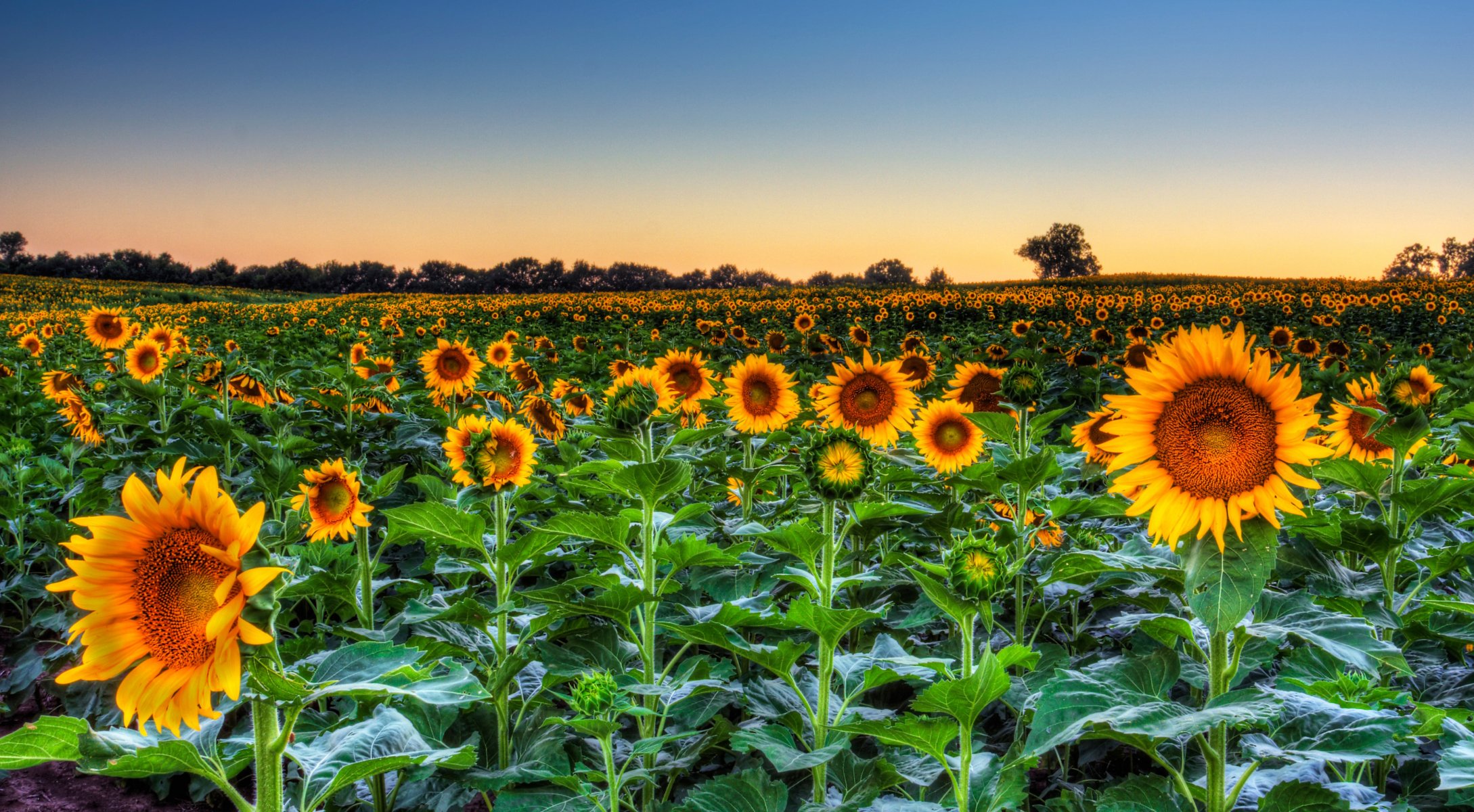 campo cielo noche flores girasoles horizonte árboles hojas