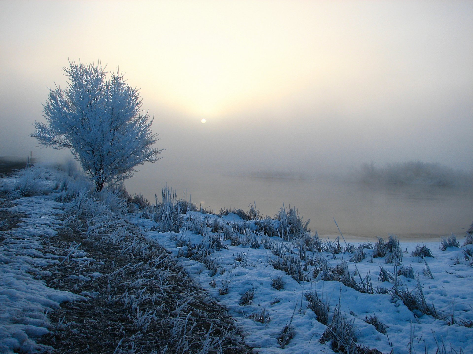 morning fog river snow grass tree