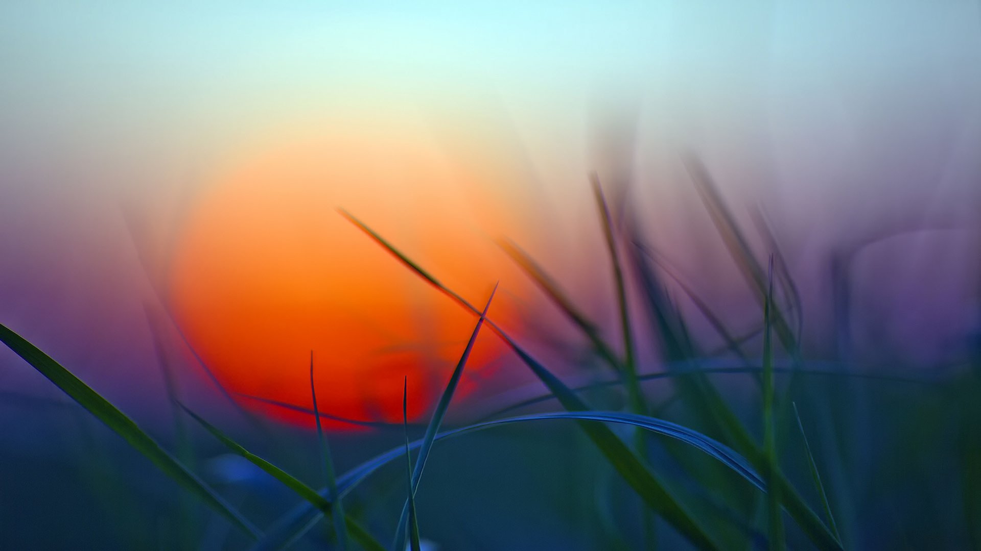 soleil coucher de soleil herbe verdure