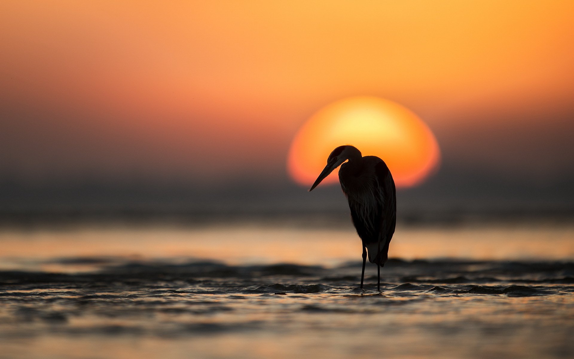 poultry sunset nature