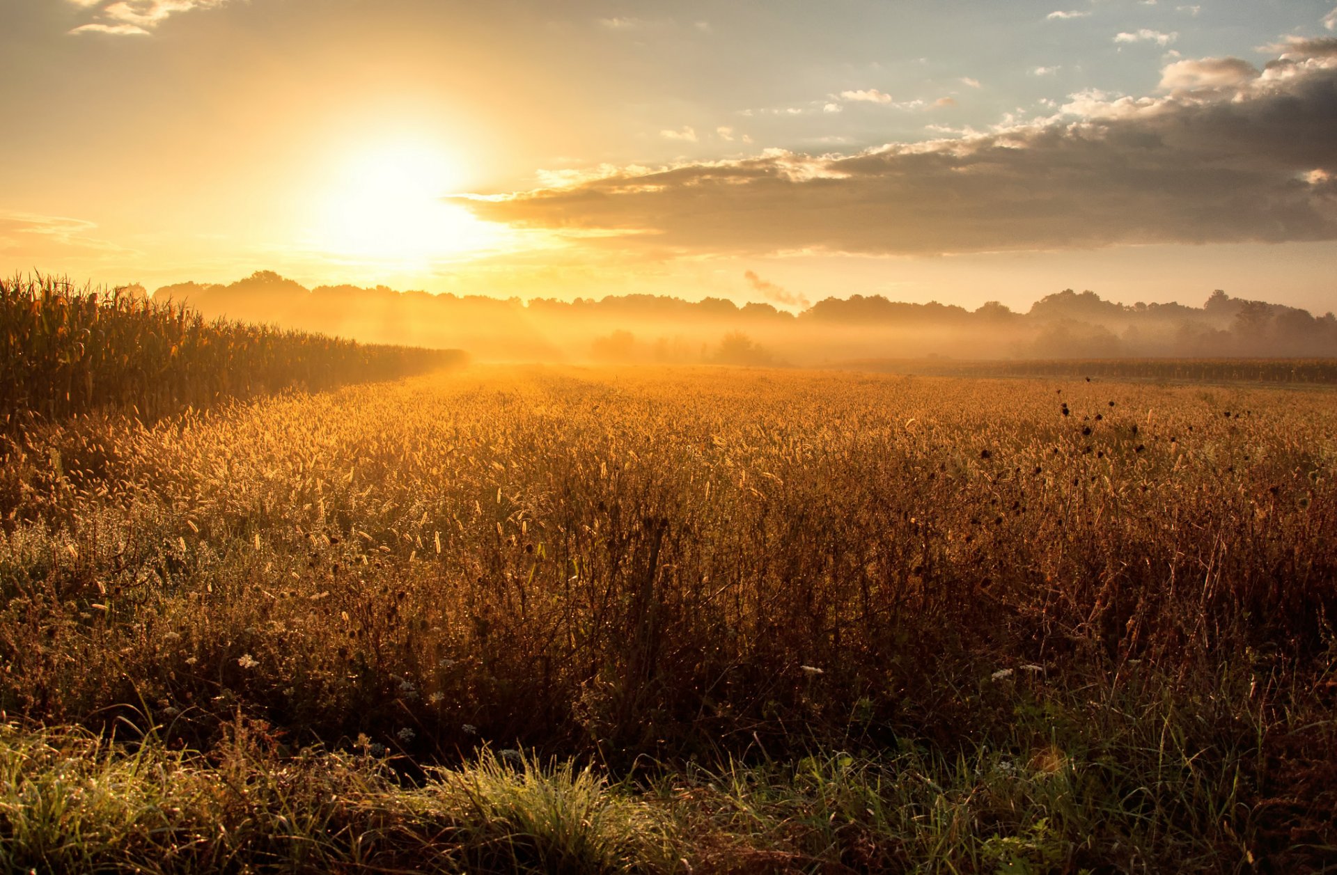 the field fog morning dawn