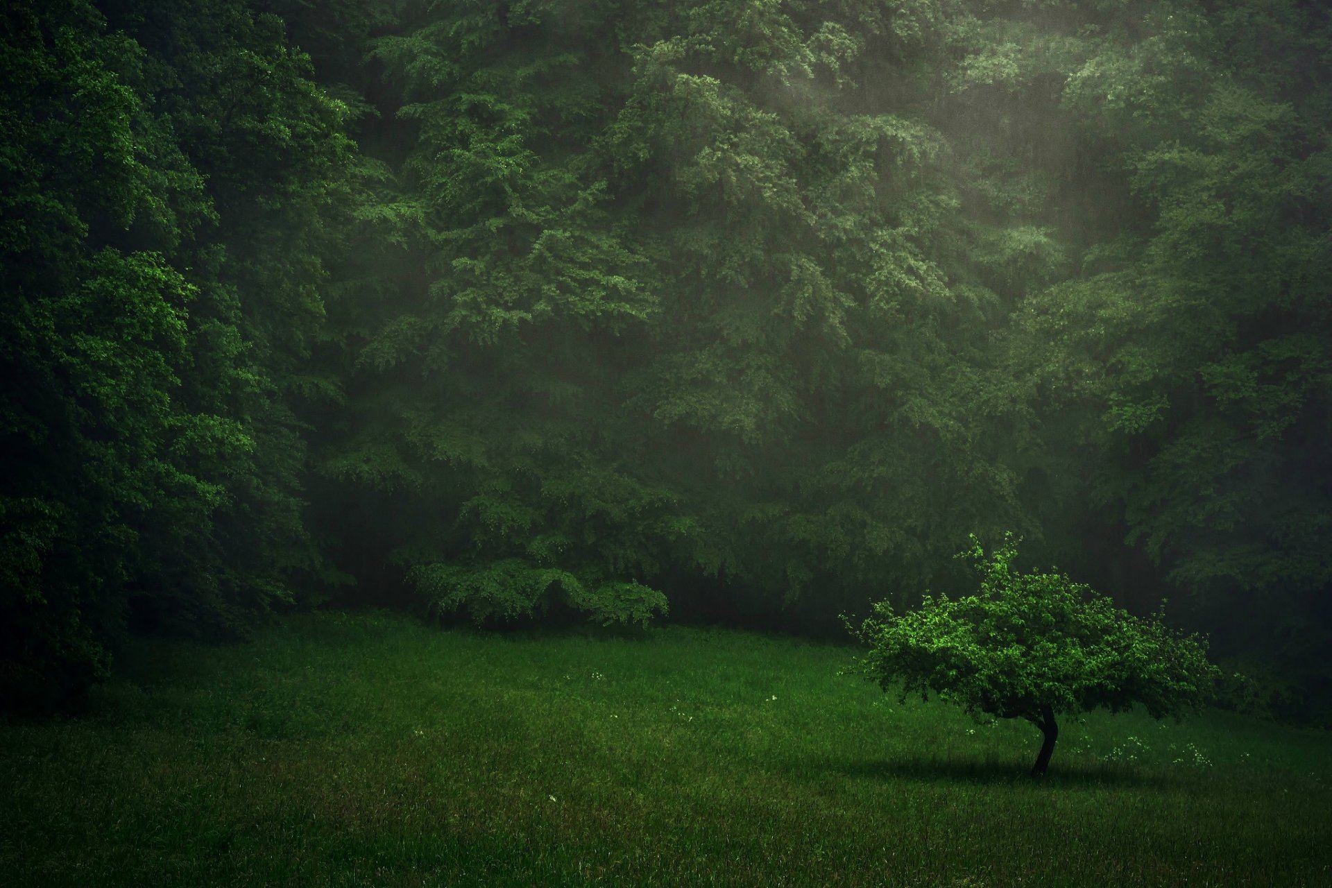 forest lawn tree rain summer green