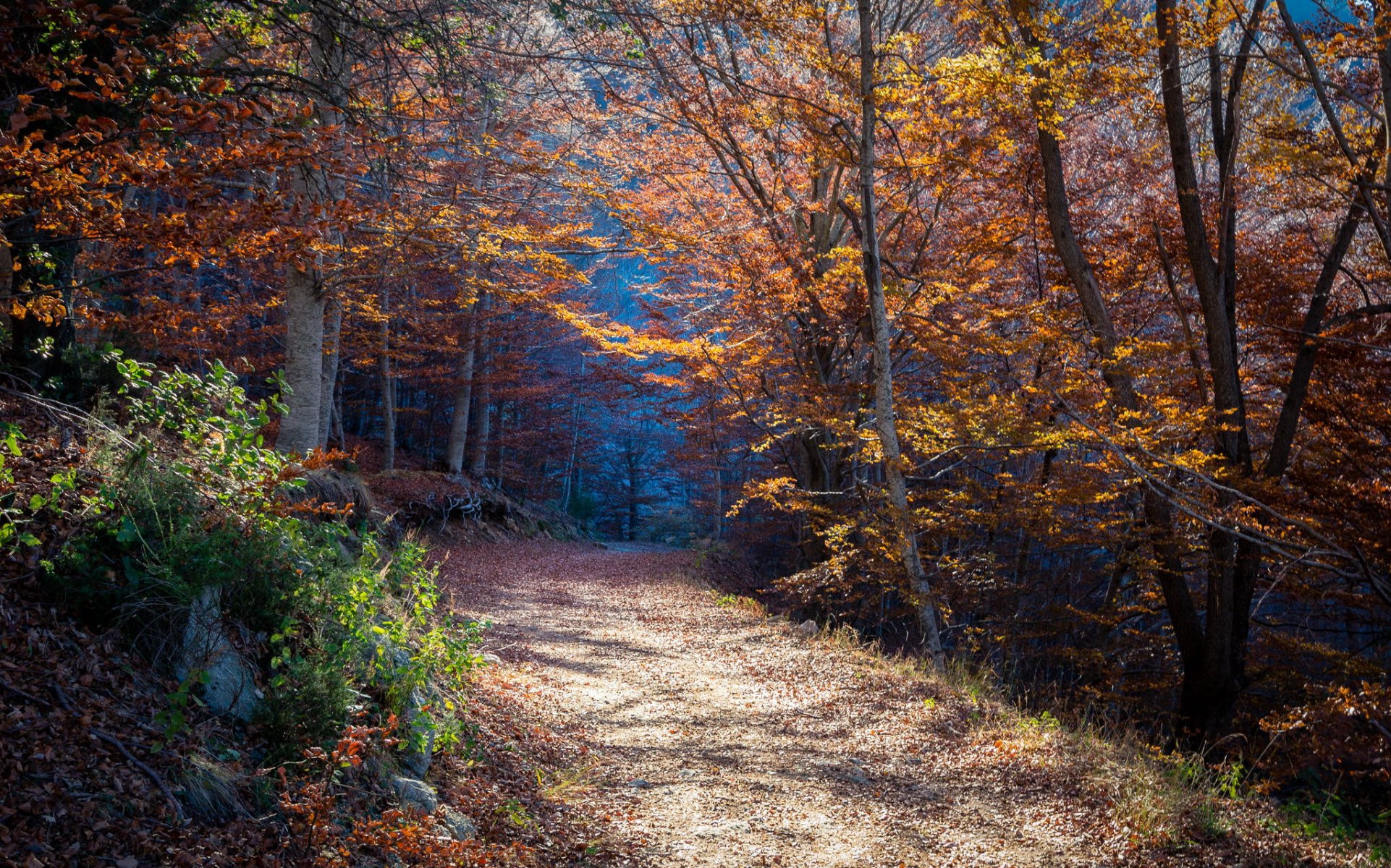 forêt automne sentier nature