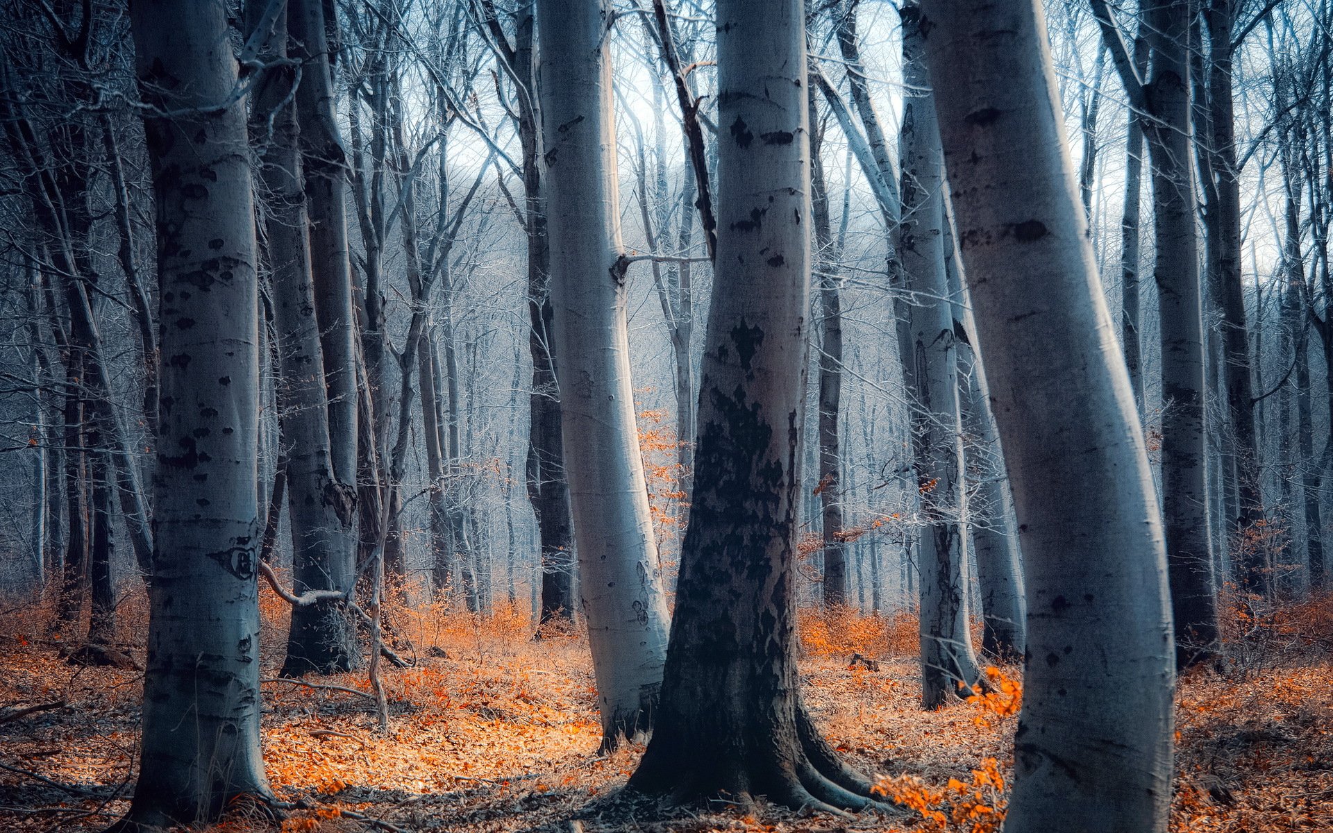 forêt nature paysage