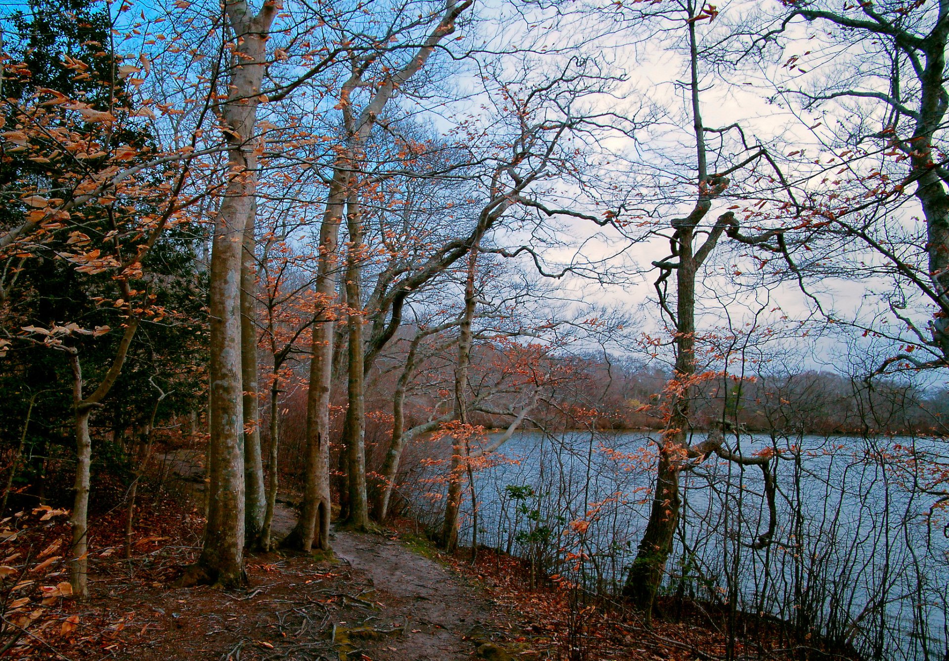 ky lake forest tree autumn path