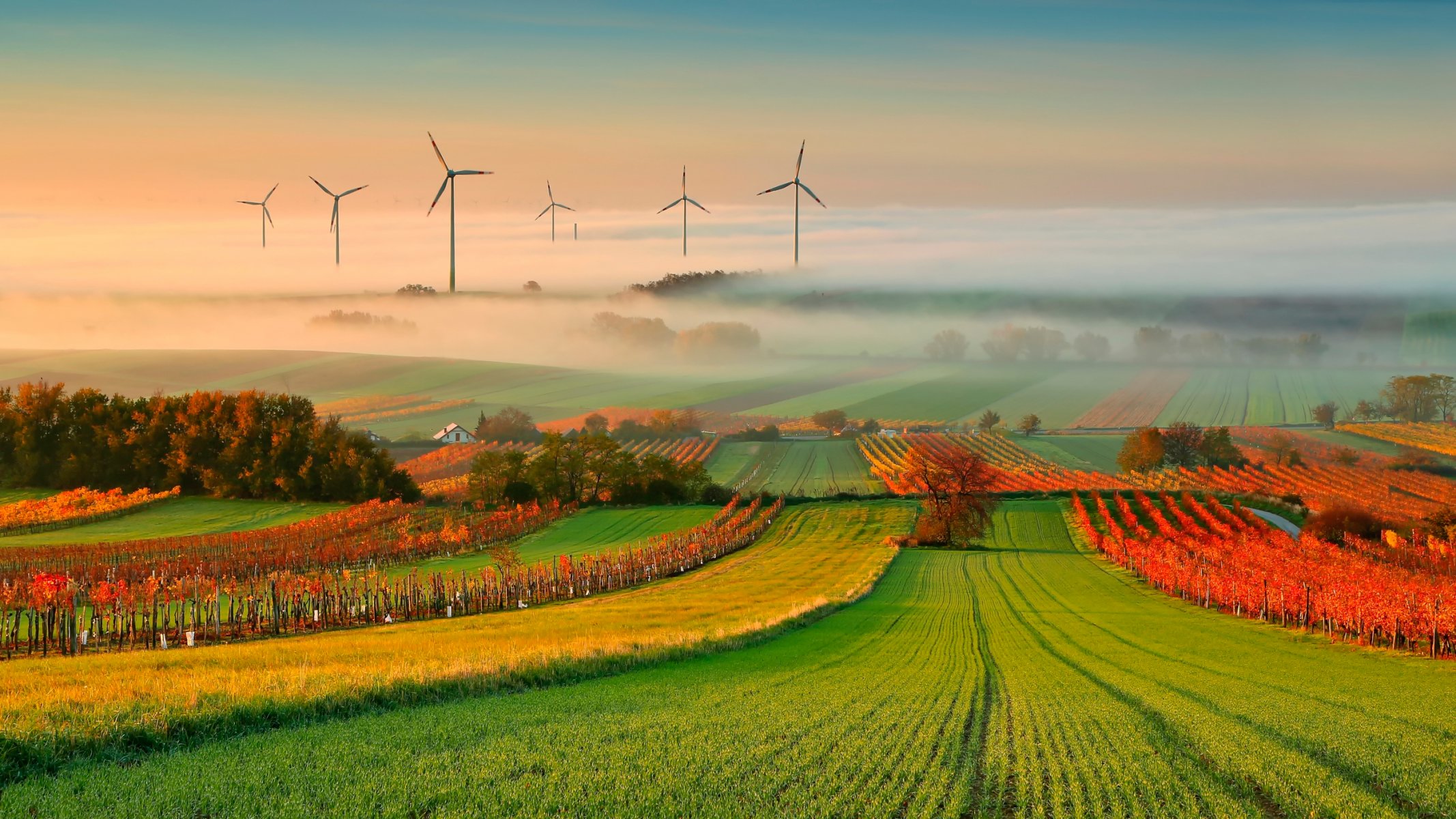 otoño viñedo niebla