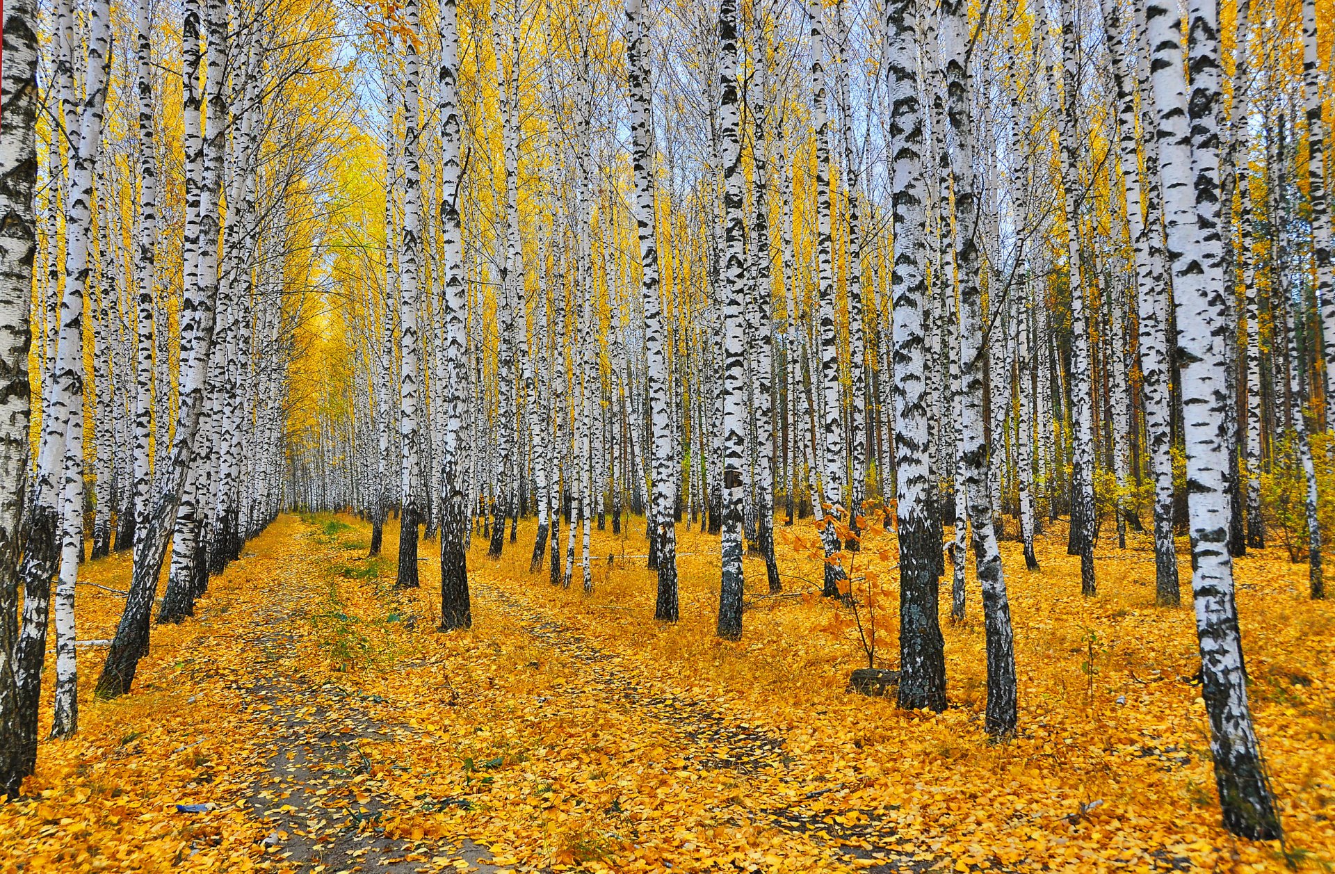 wald hain bäume birken blätter gelb wege herbst