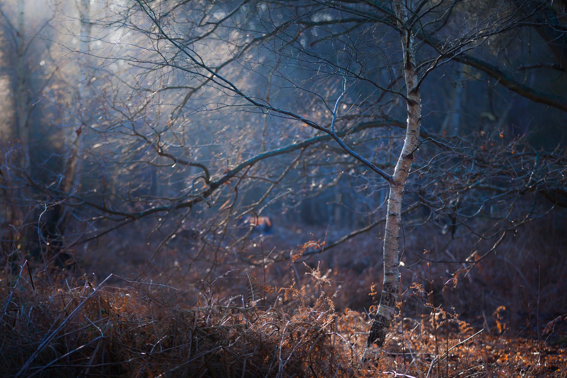 forêt matin