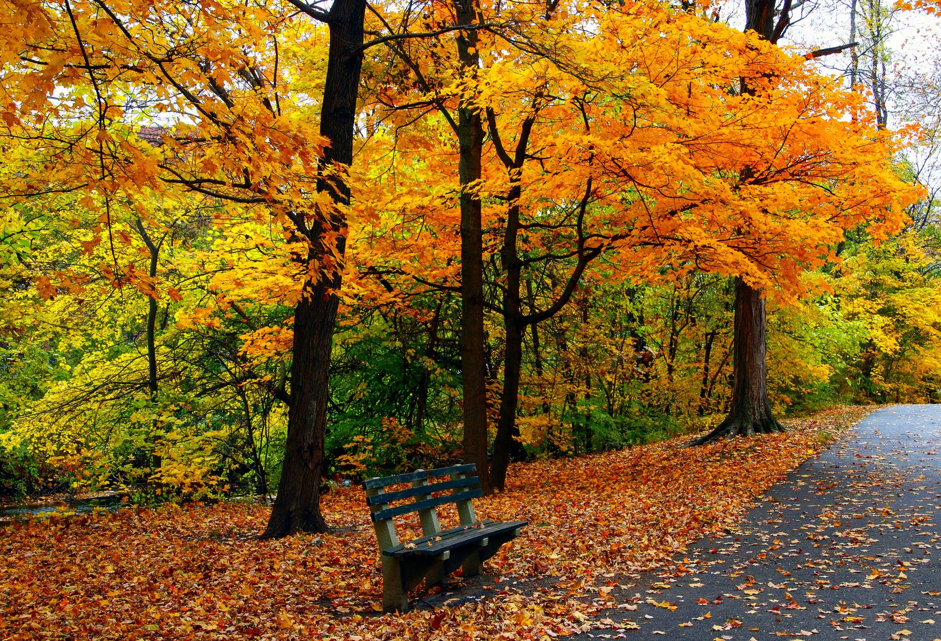 foglie alberi parco erba strada colori autunno passeggiata hdr natura poster panchina