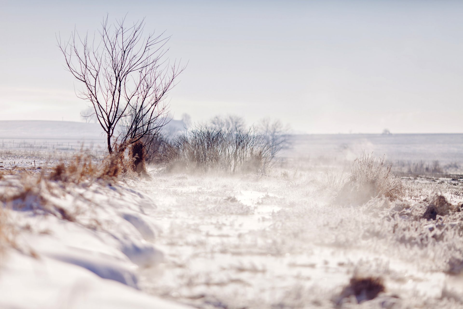 zima pole śnieg drzewo drzewa gałęzie natura