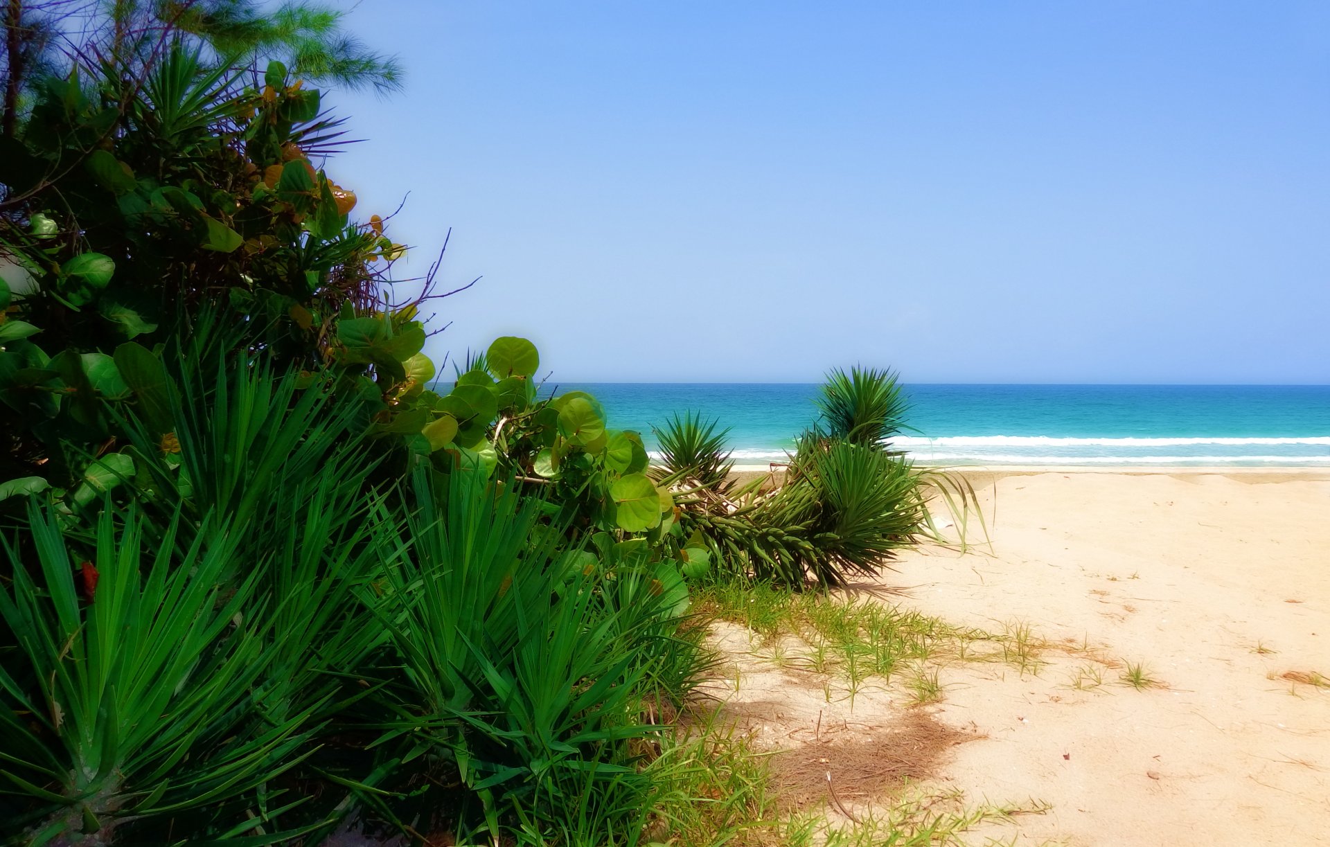 plage sable mer plantes