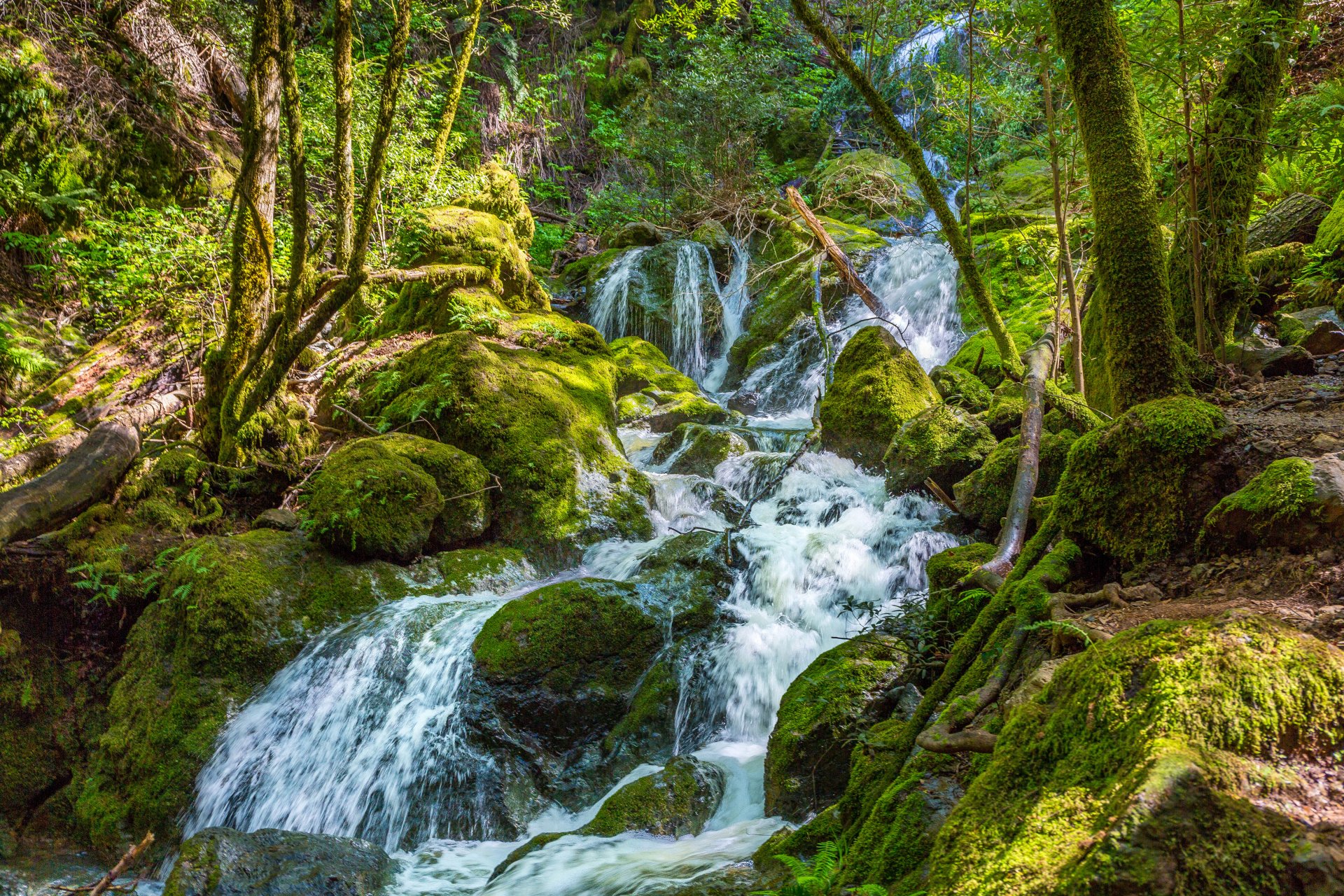 foresta ruscello ruscello alberi rocce muschio