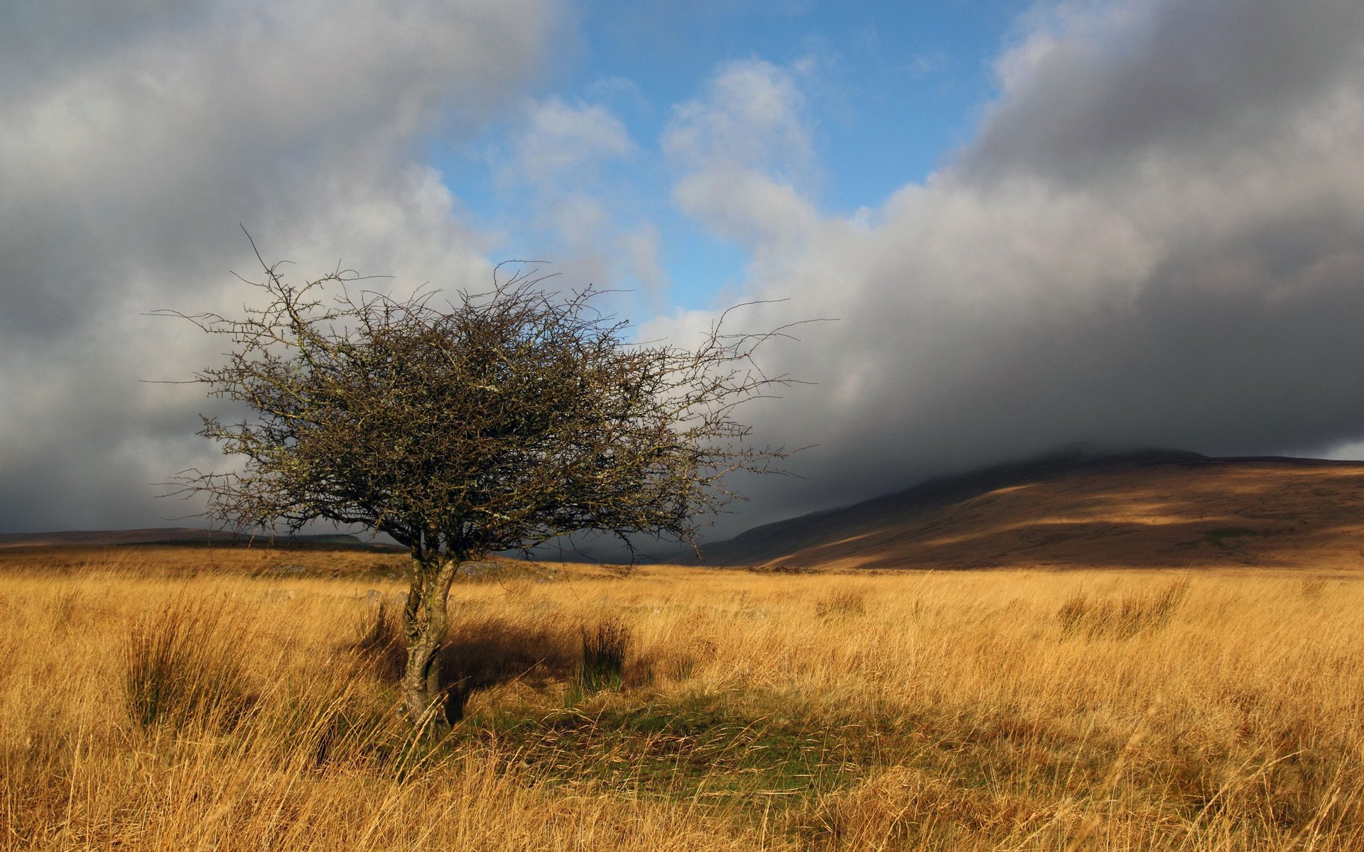 grass the field tree branch clouds sun