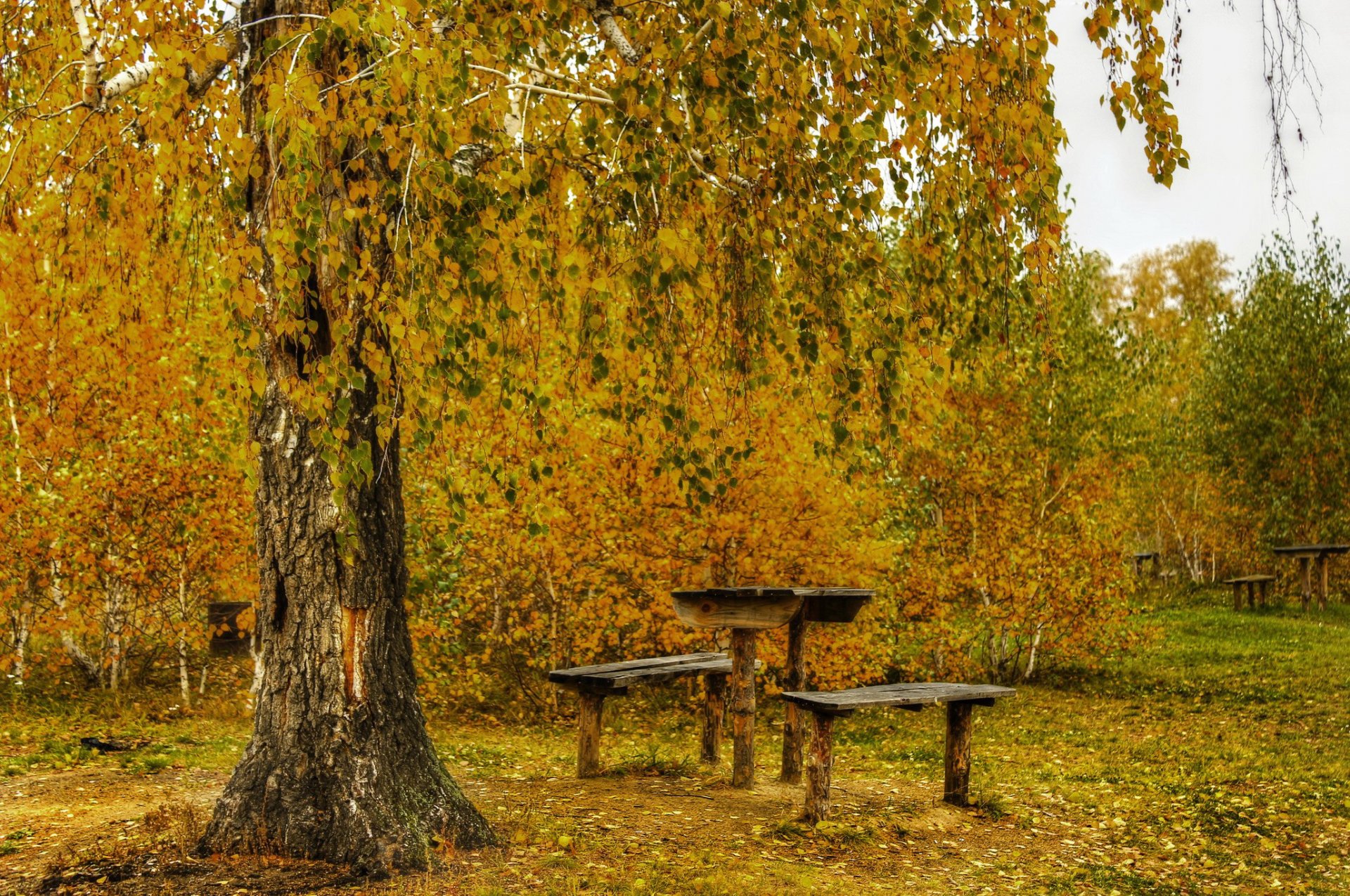 bosque árboles otoño follaje mesa bancos hojas bancos tronco corteza belleza