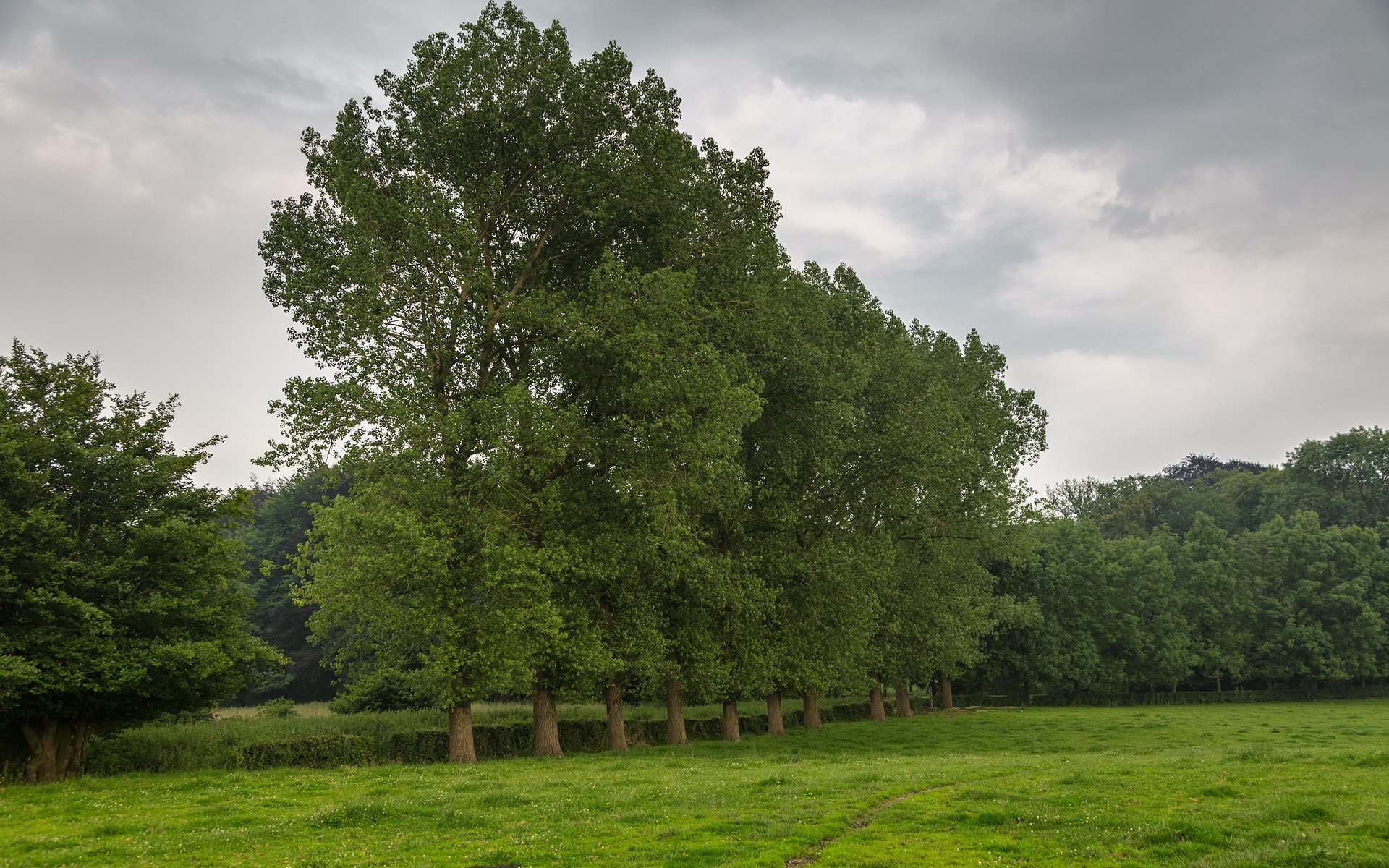 champ arbres nature