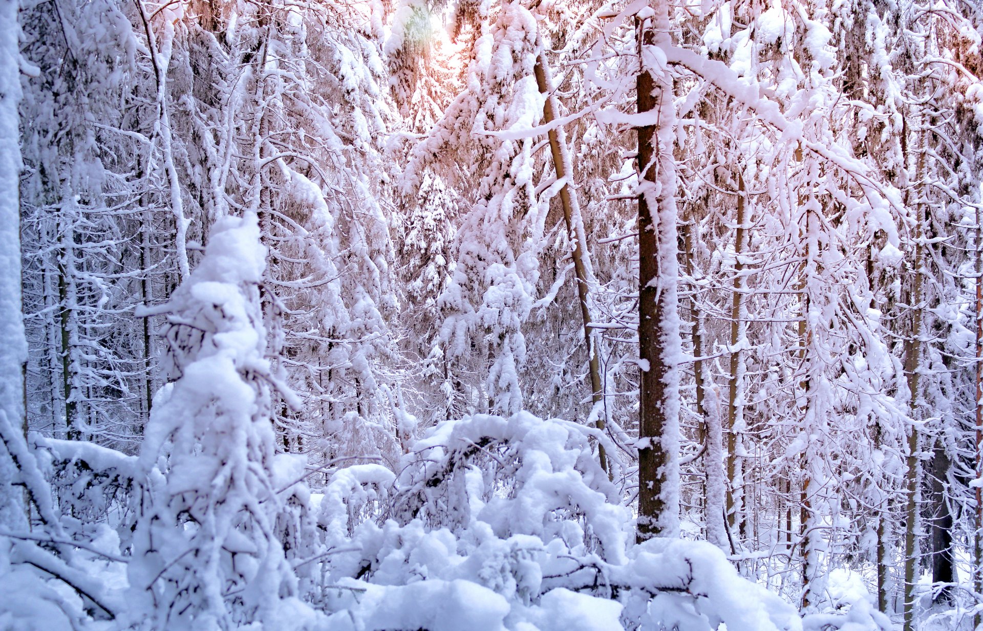 inverno alberi abete pino foresta neve alberi di natale sole luce inverno pino albero