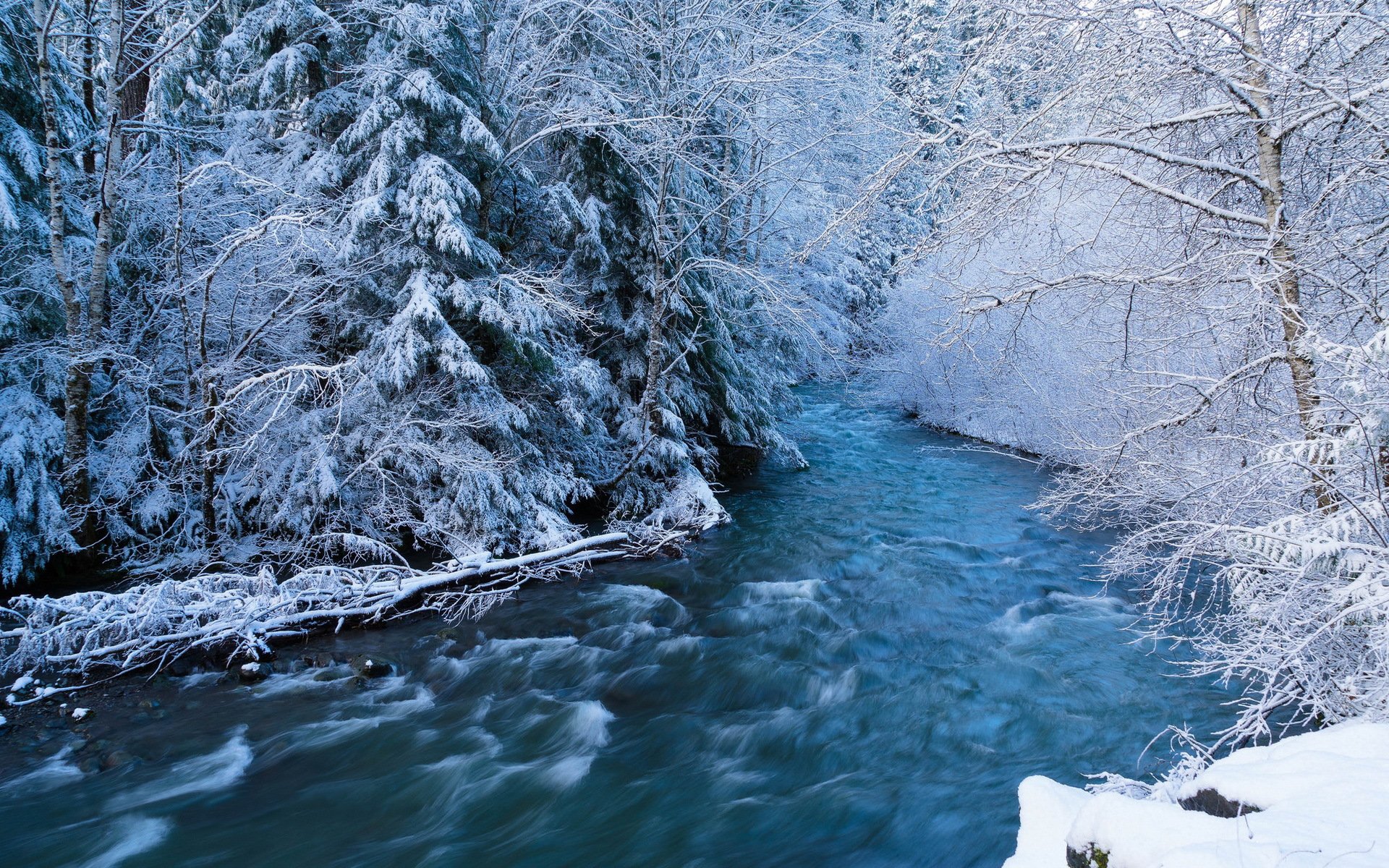 bosque río corriente nieve invierno