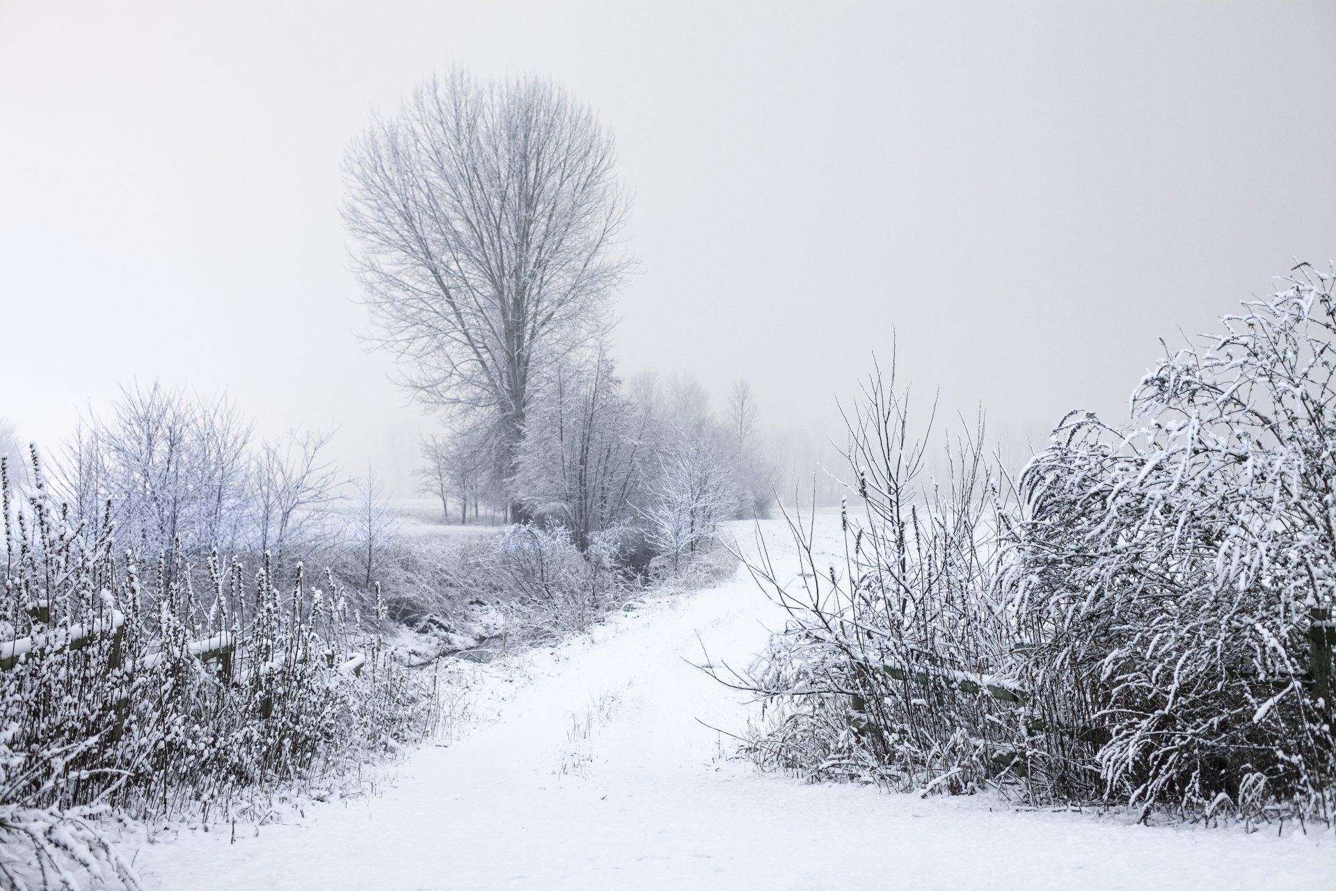 schnee winter frost bäume büsche zweige straße natur