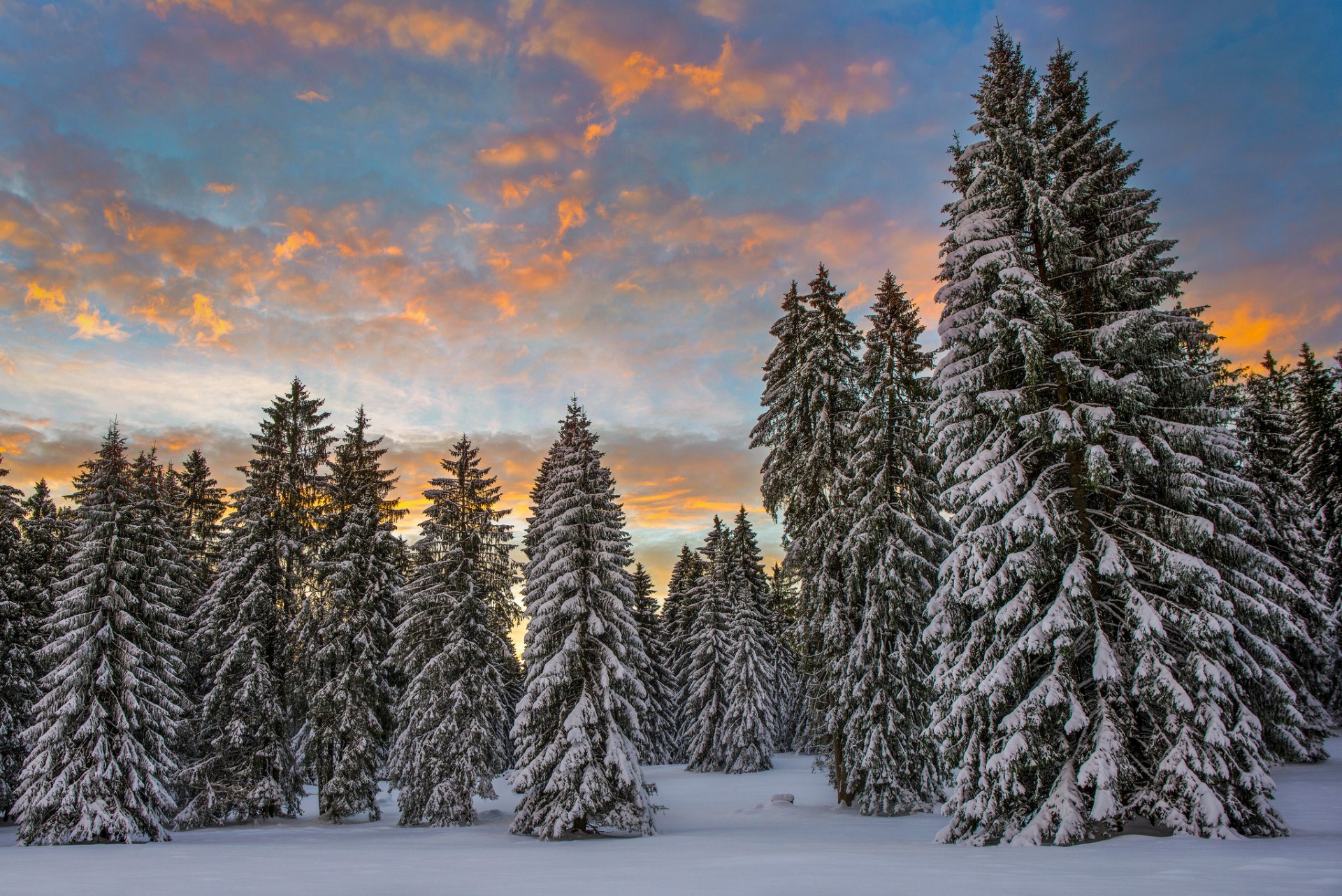 witzerland winter snow forest spruce morning cloud