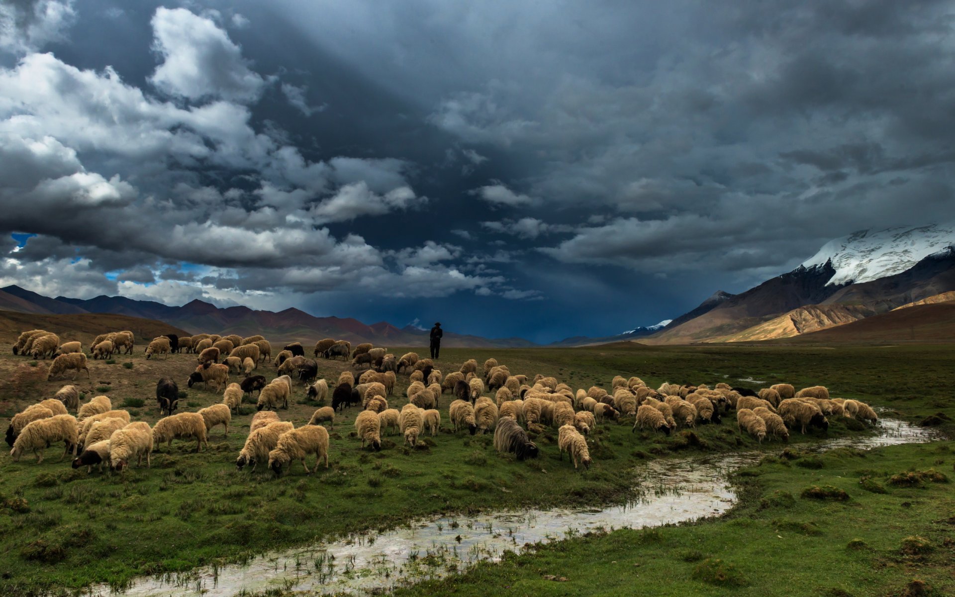 fluss feld schafe natur