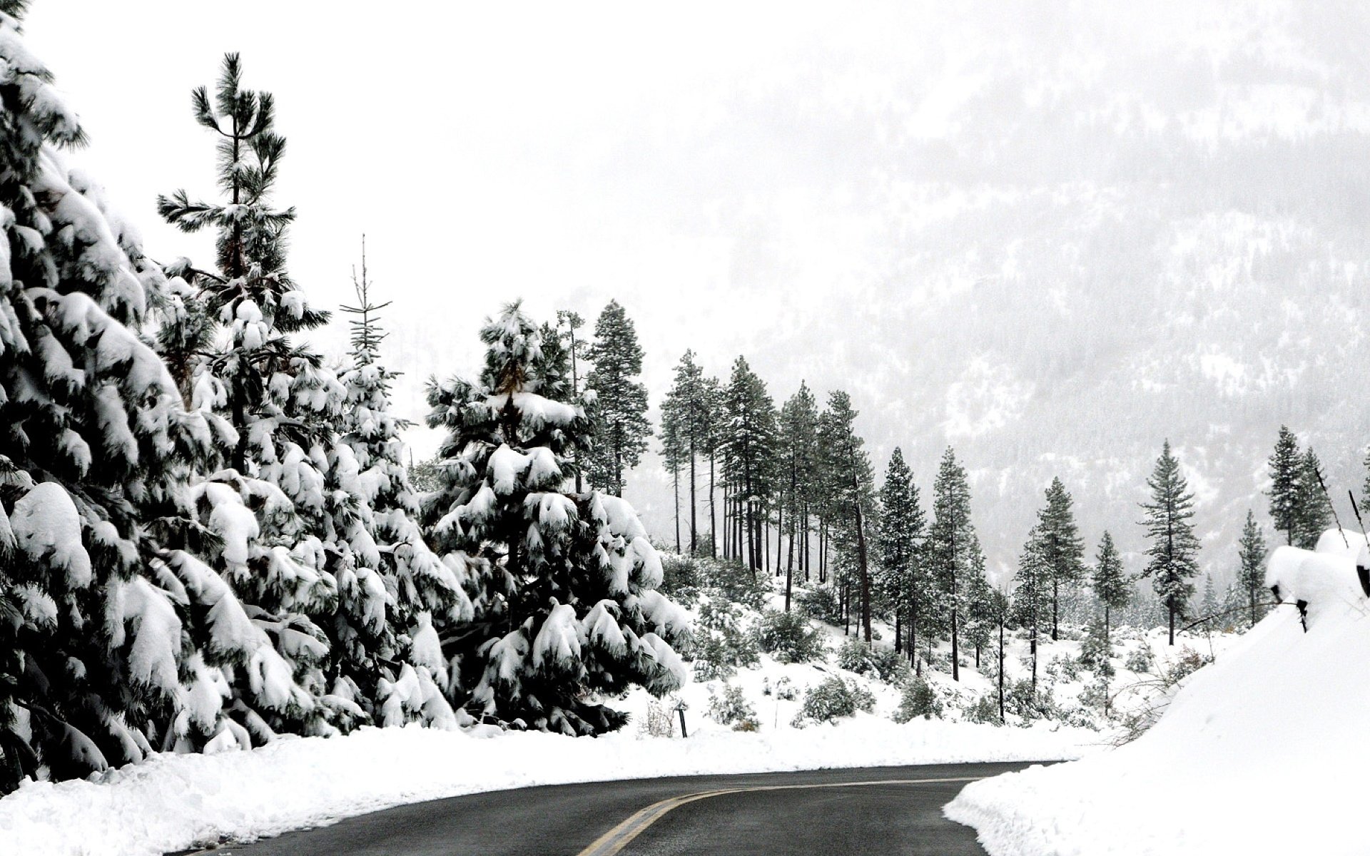 forest winter road snow