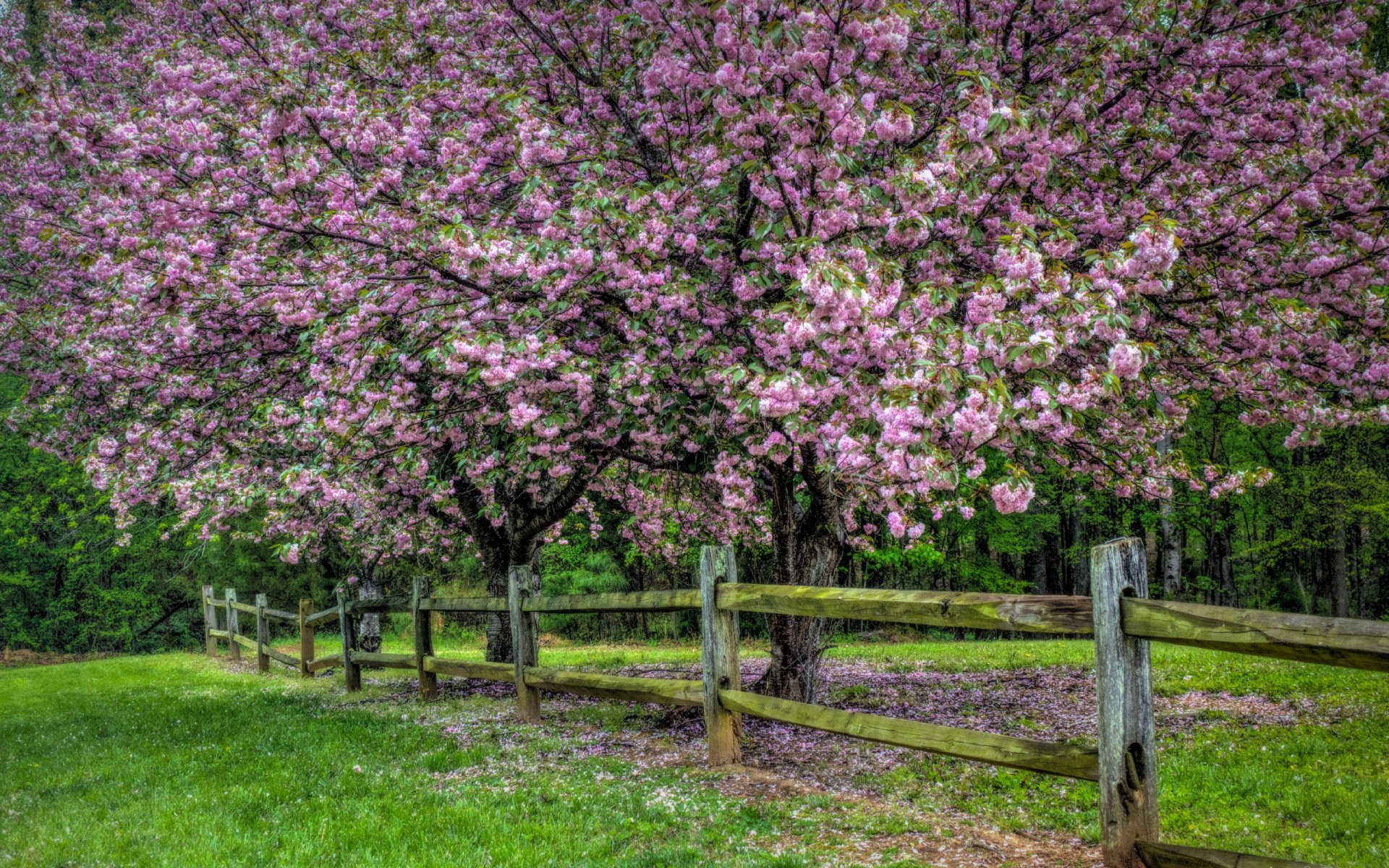 baum zaun natur frühling