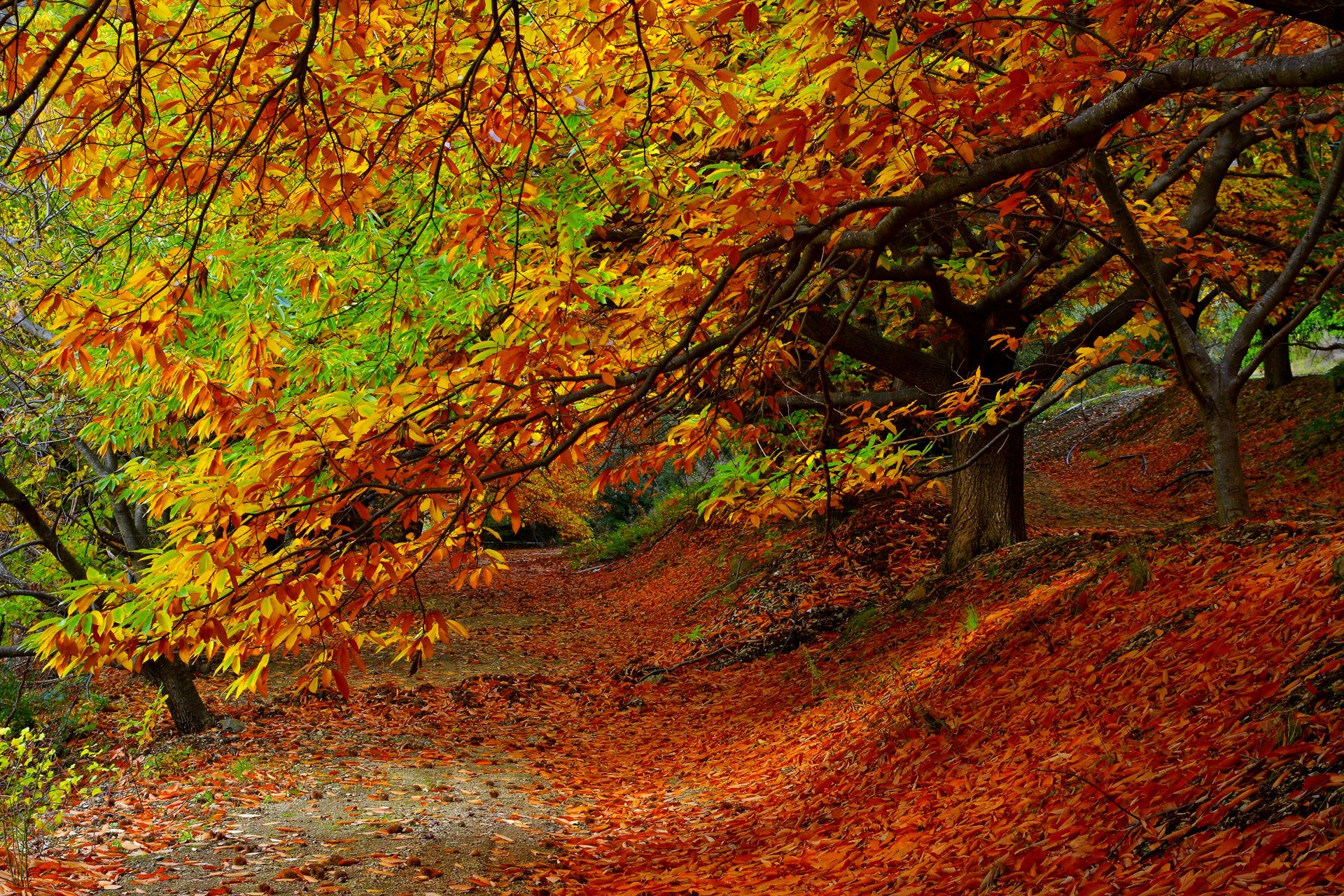 natura foresta parco alberi foglie colorato strada autunno caduta colori passeggiata