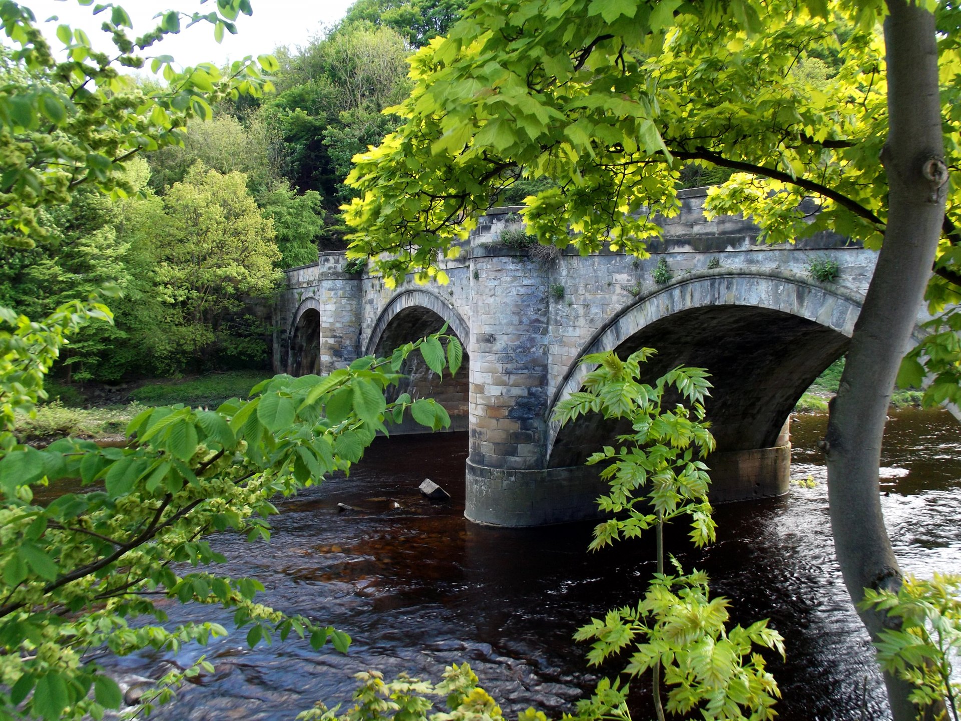 wald park brücke fluss bäume blätter landschaft