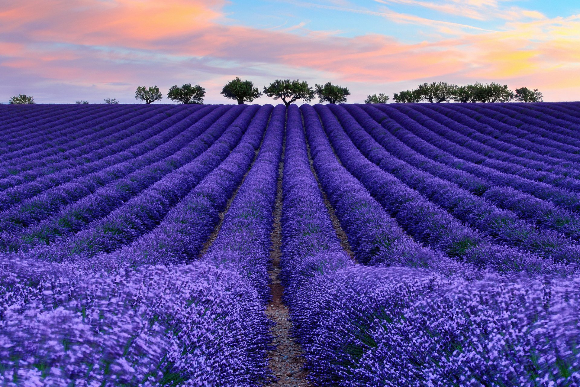 france provence champ lavande fleurs arbre ciel nuages