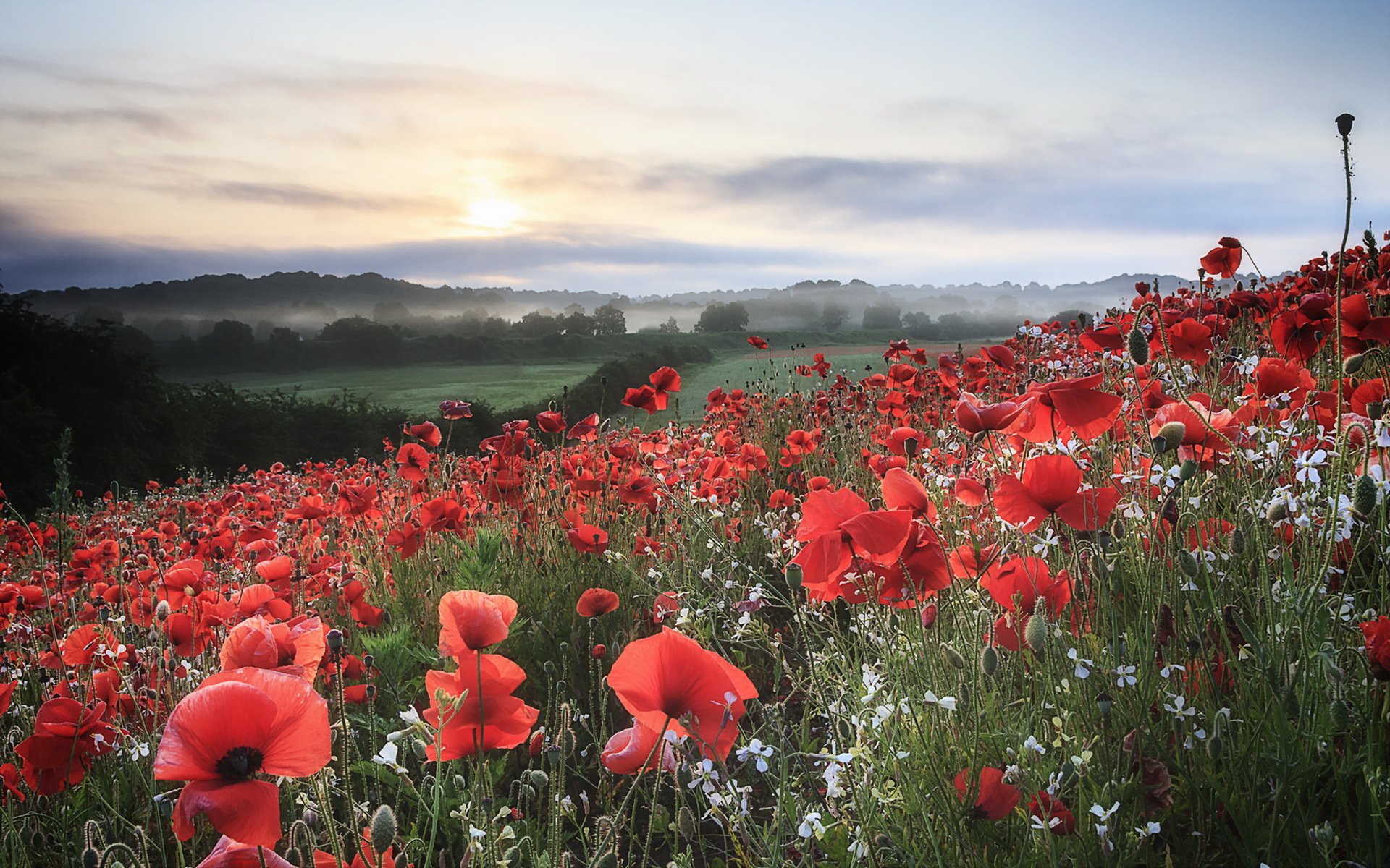 papaveri campo mattina paesaggio natura