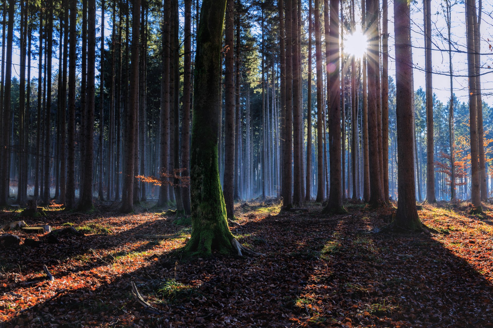 automne forêt soleil rayons lumière ombres