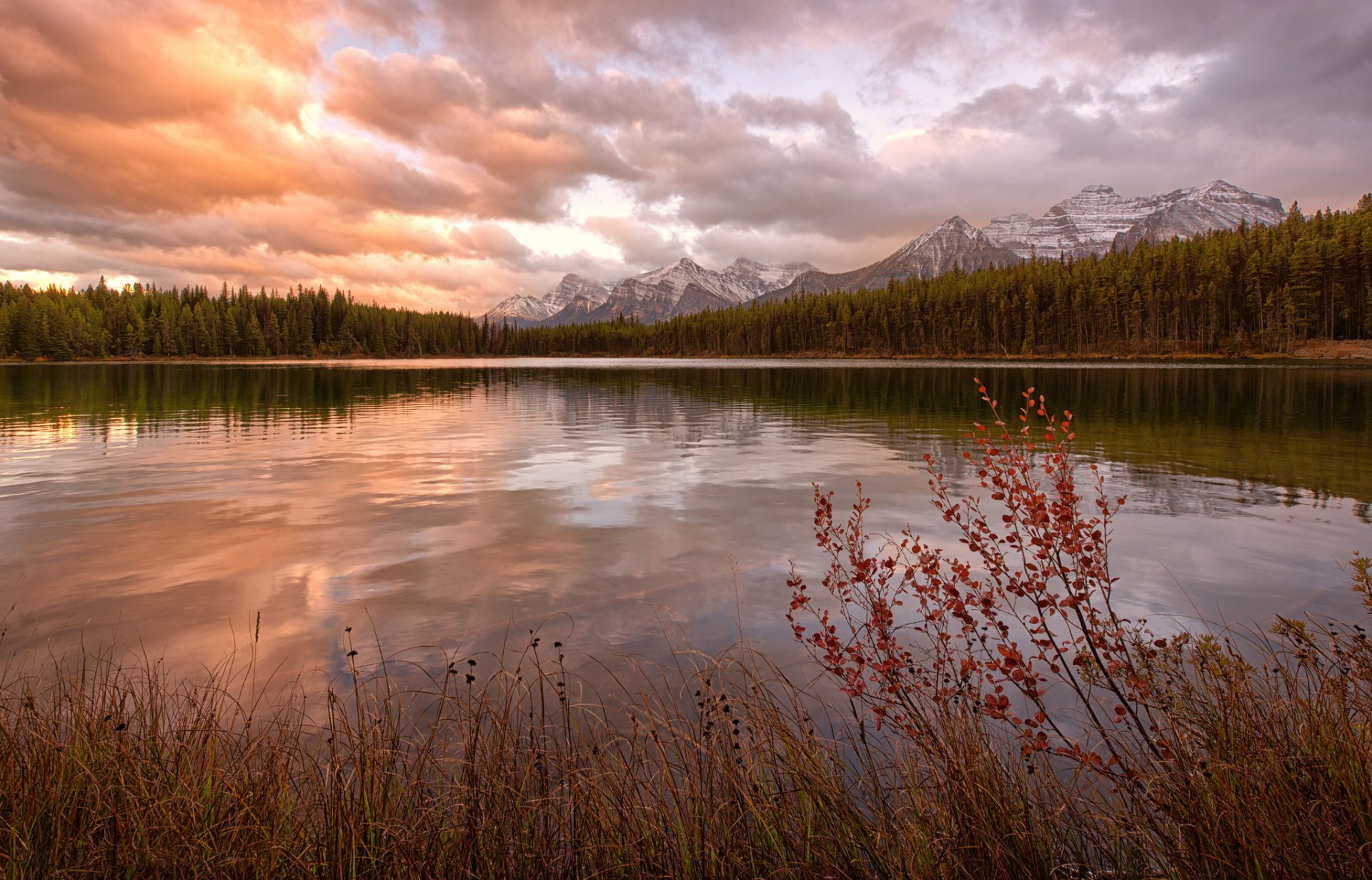 canada mountain forest tarn herbert grass . bush