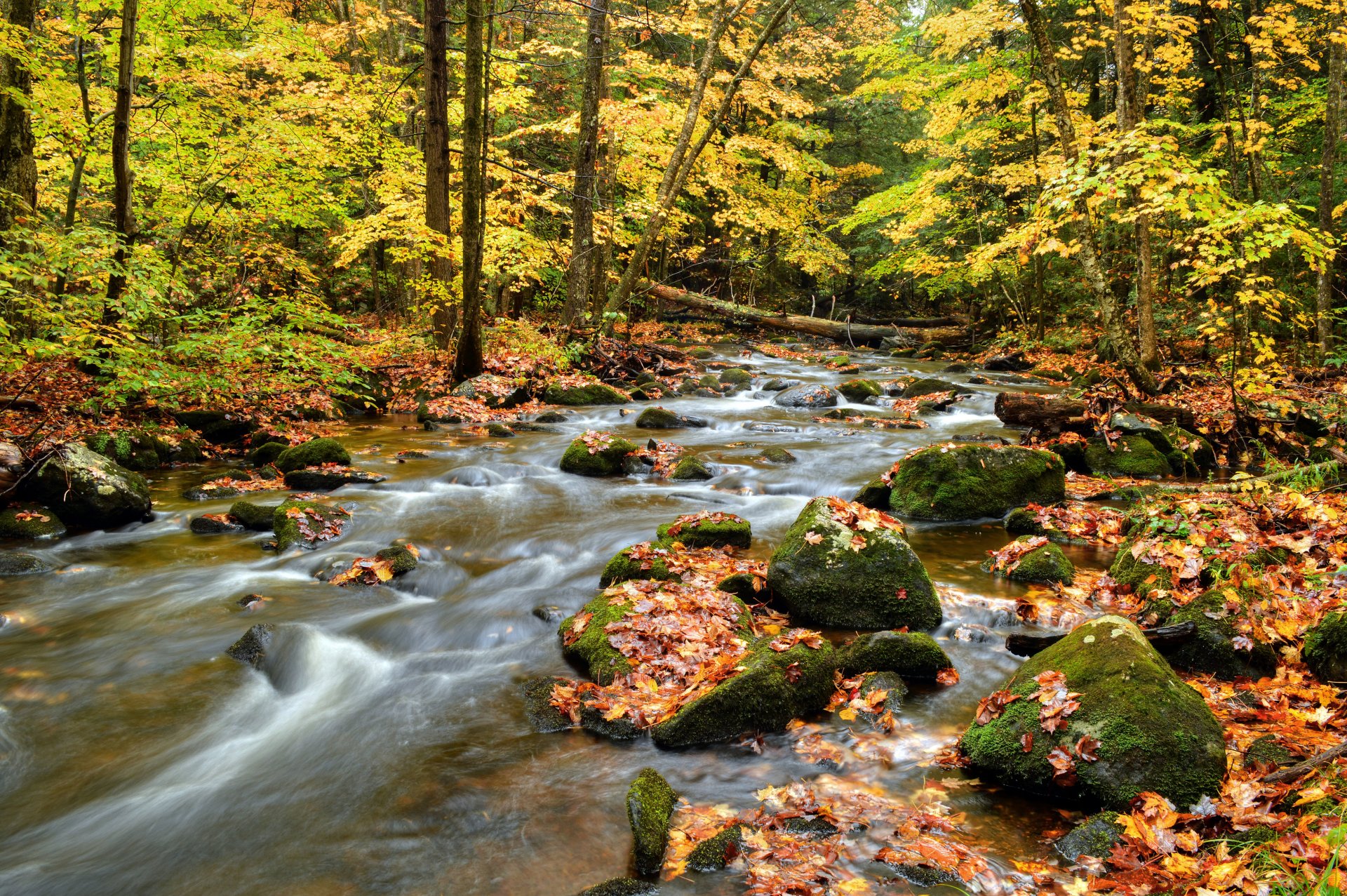 forest tree river stones feed leaves autumn