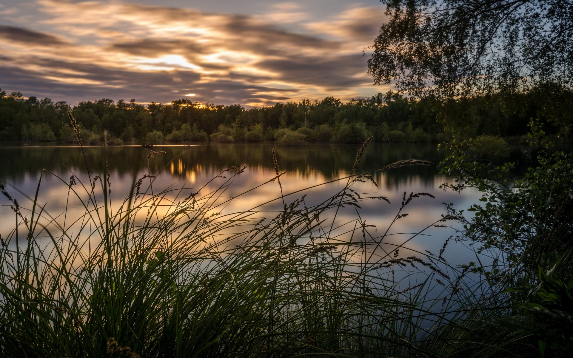 forêt lac été