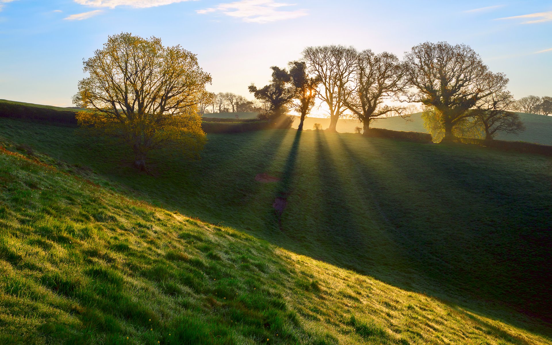 angleterre royaume-uni comté de devon matin herbe rosée rayons lumière printemps avril