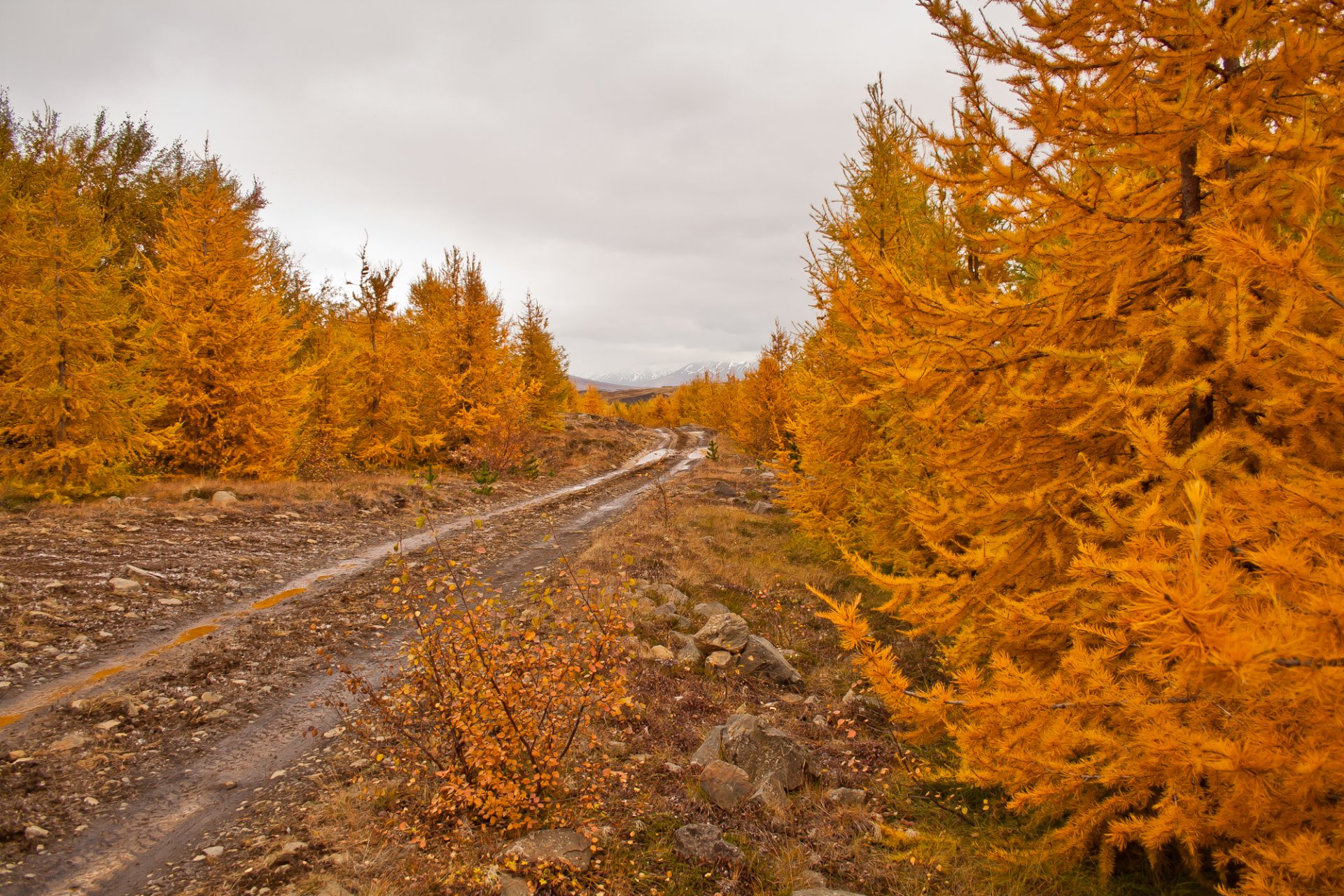 herbst bäume blätter straße himmel steine