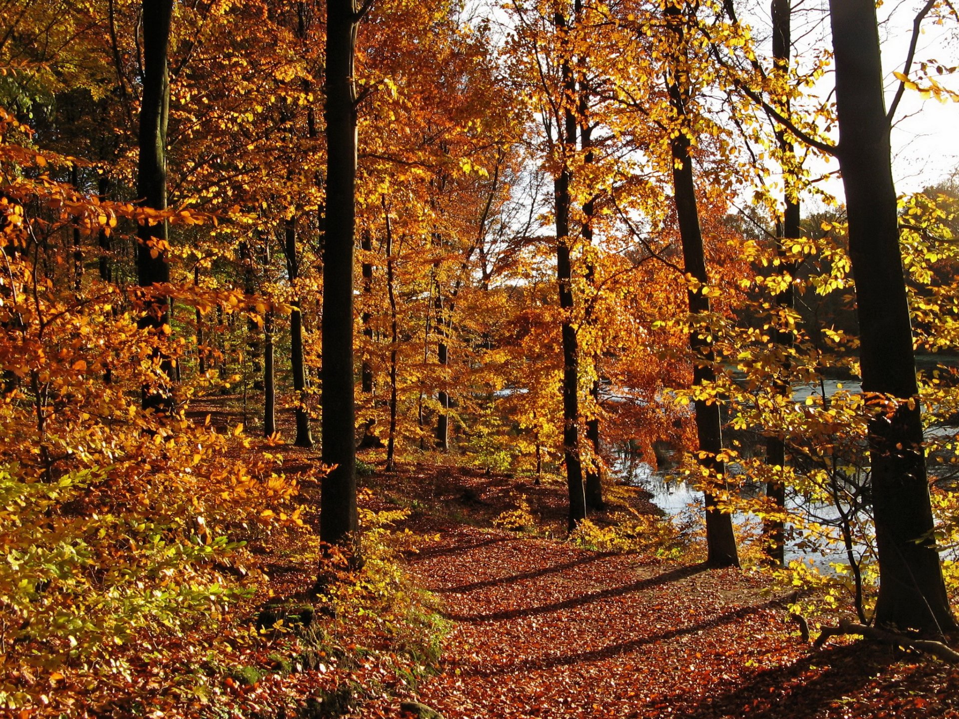 jesień drzewa szlak liście natura zdjęcia