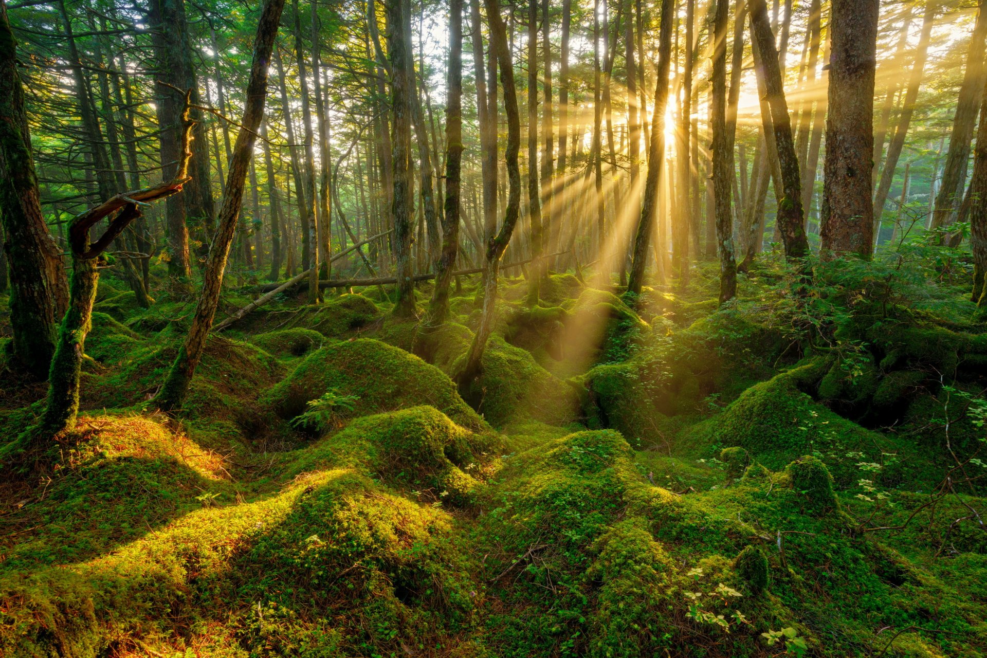 printemps forêt bosses mousse matin rayons du soleil