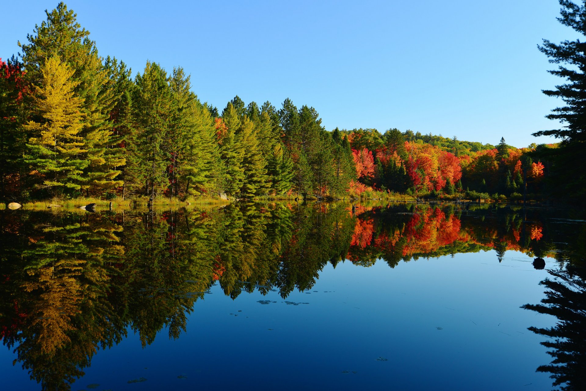 himmel wald see bäume herbst