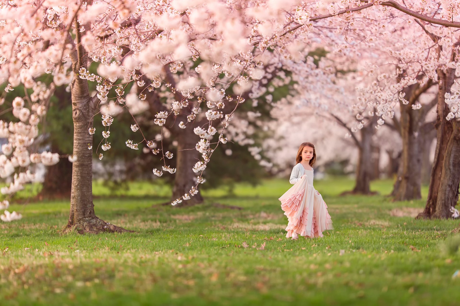 kirschblüten frühling blüte mädchen