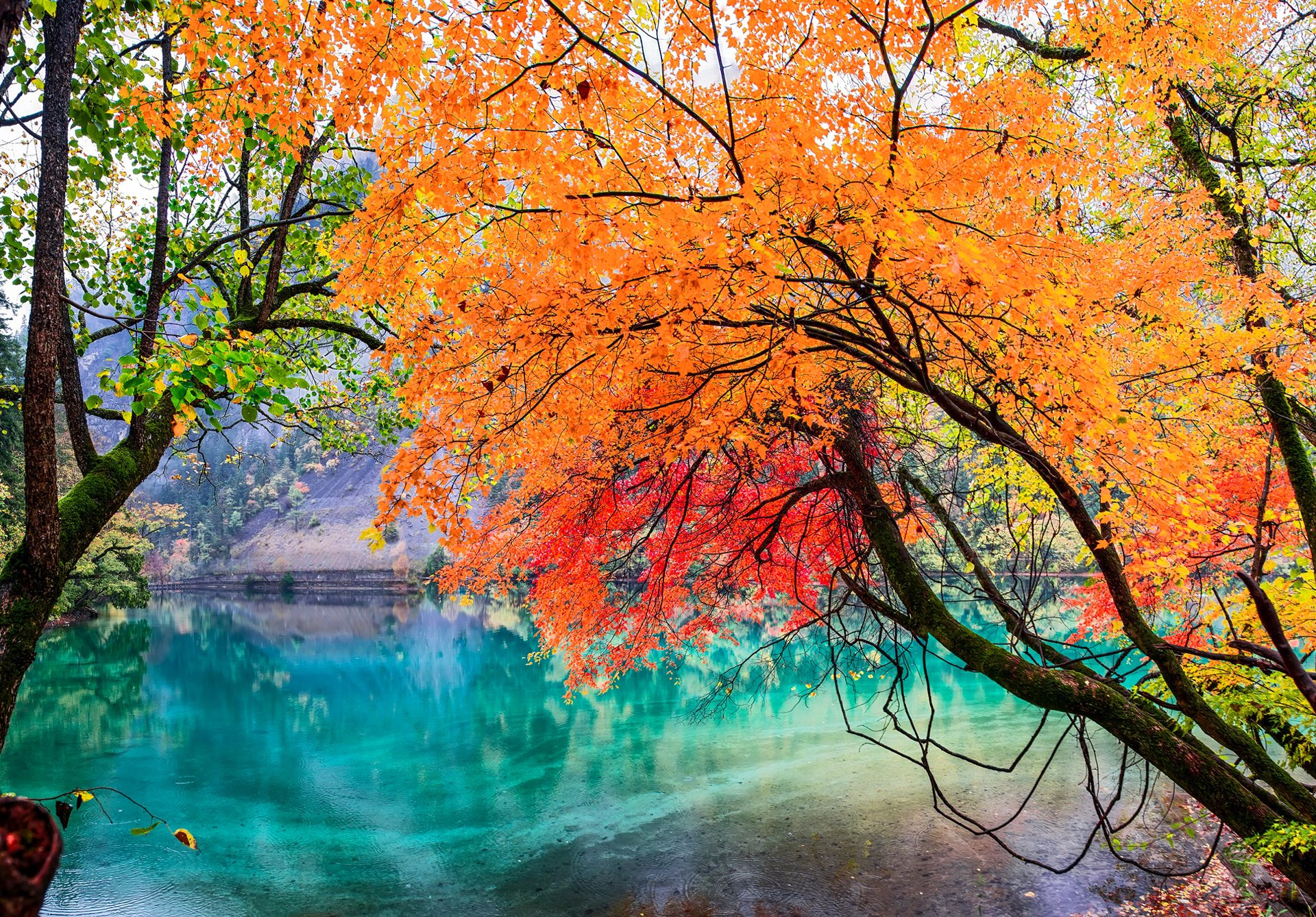 parco nazionale di jiuzhaigou sichuan cina lago alberi foglie autunno